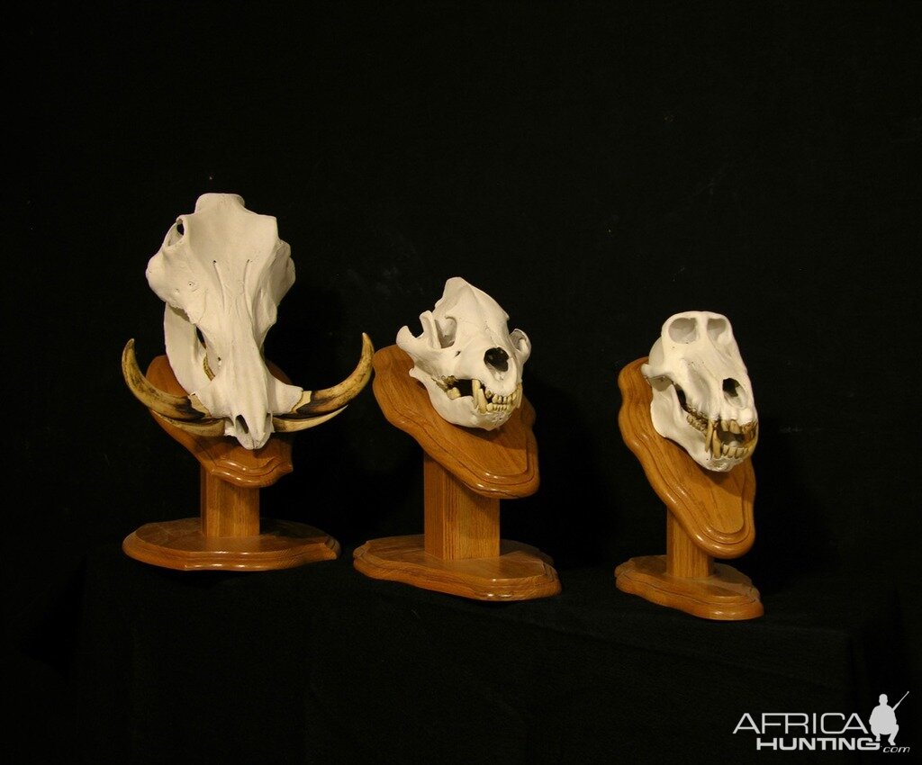 Warthog, Lion and Baboon Skull Taxidermy