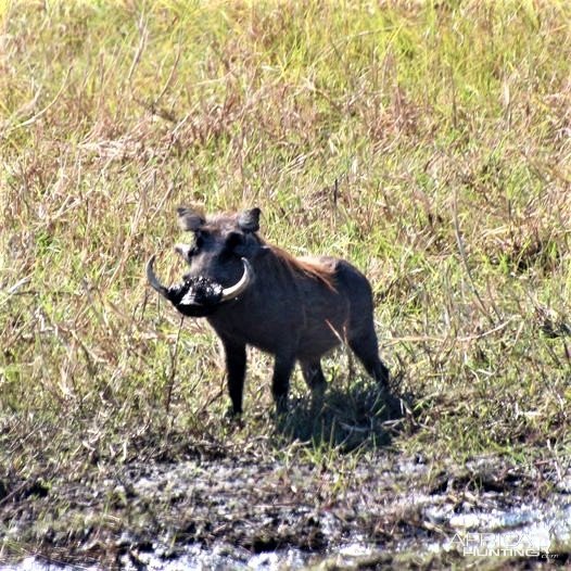 Warthog Namibia