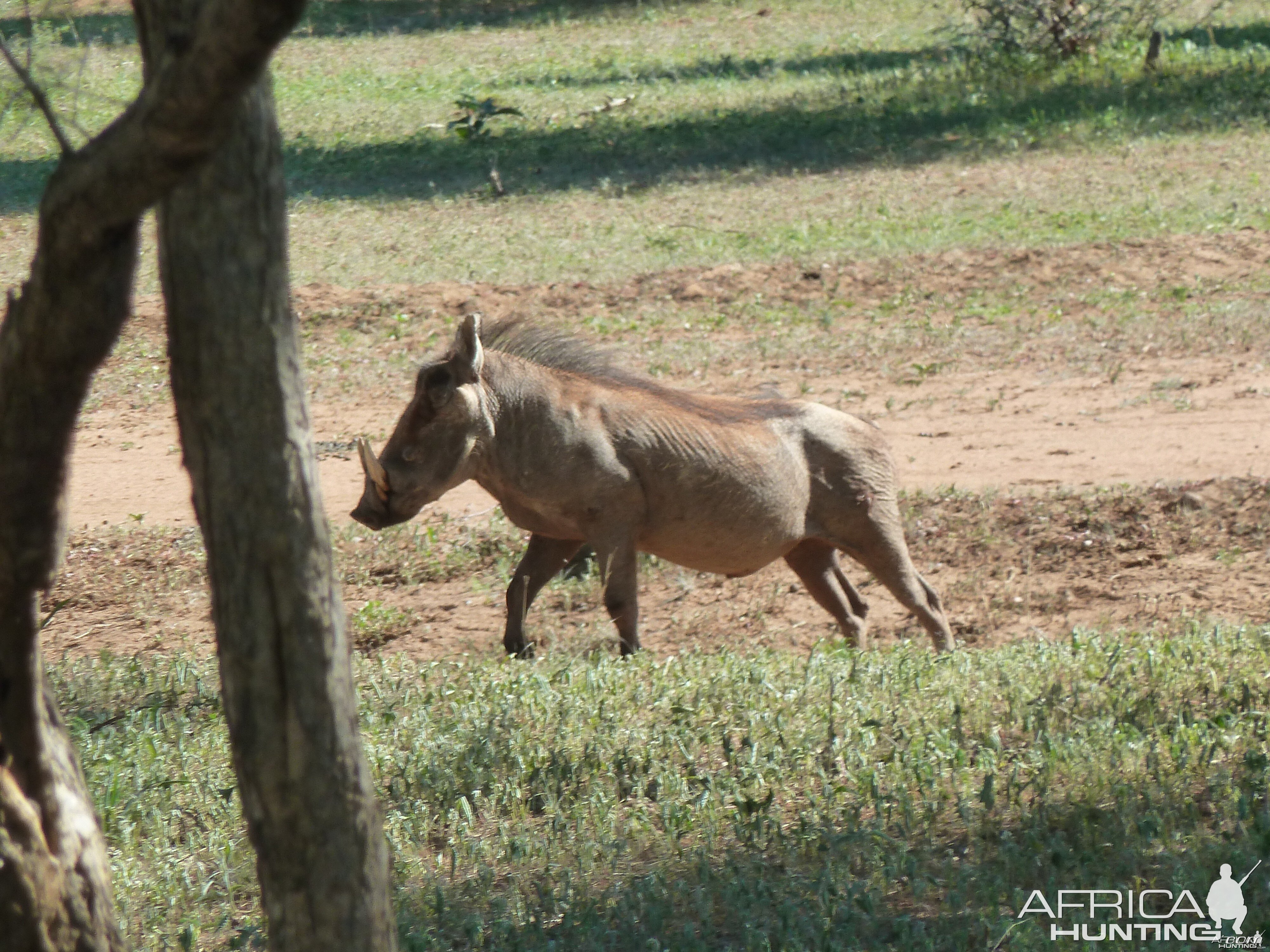 Warthog Namibia