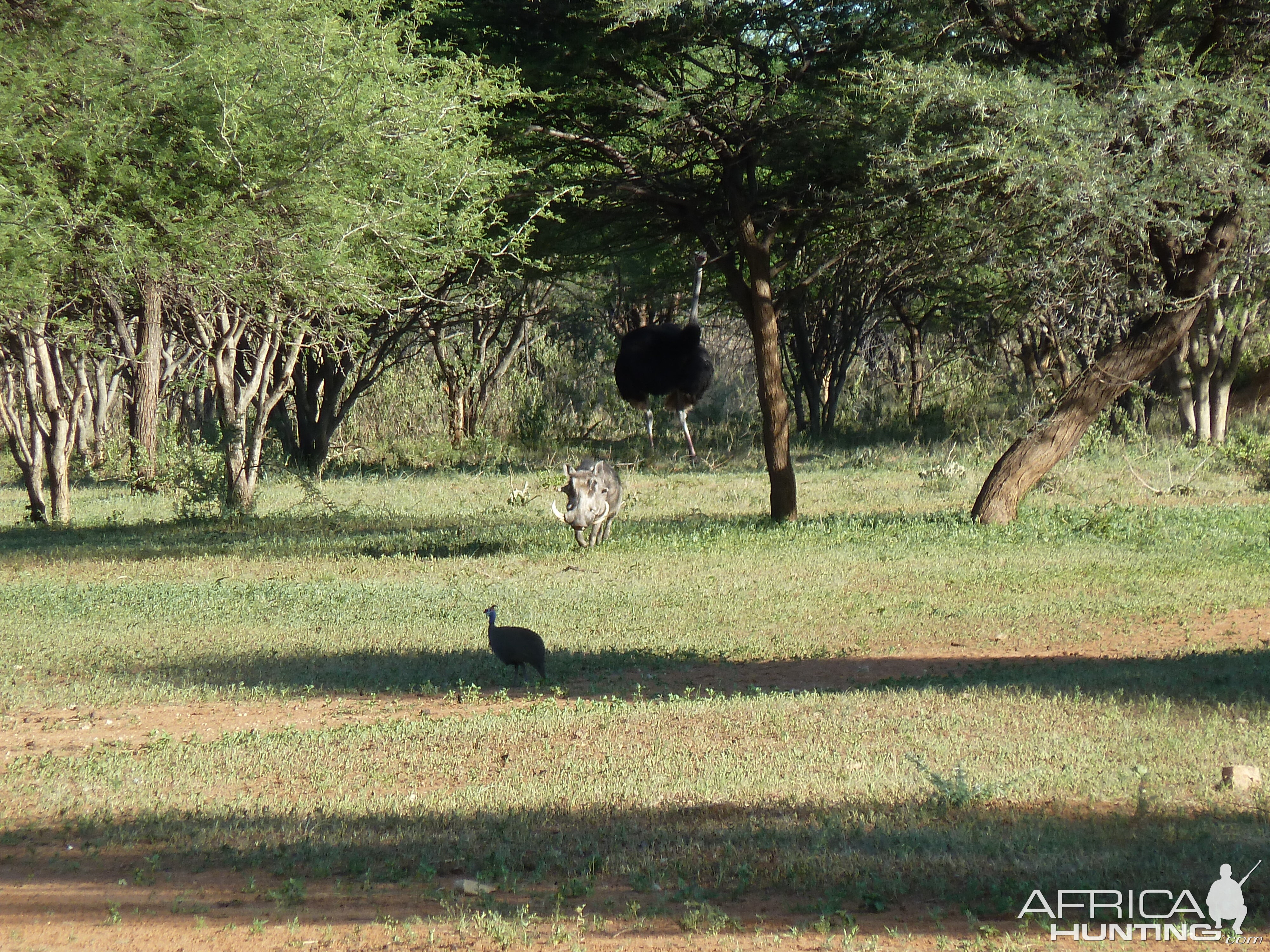 Warthog Namibia