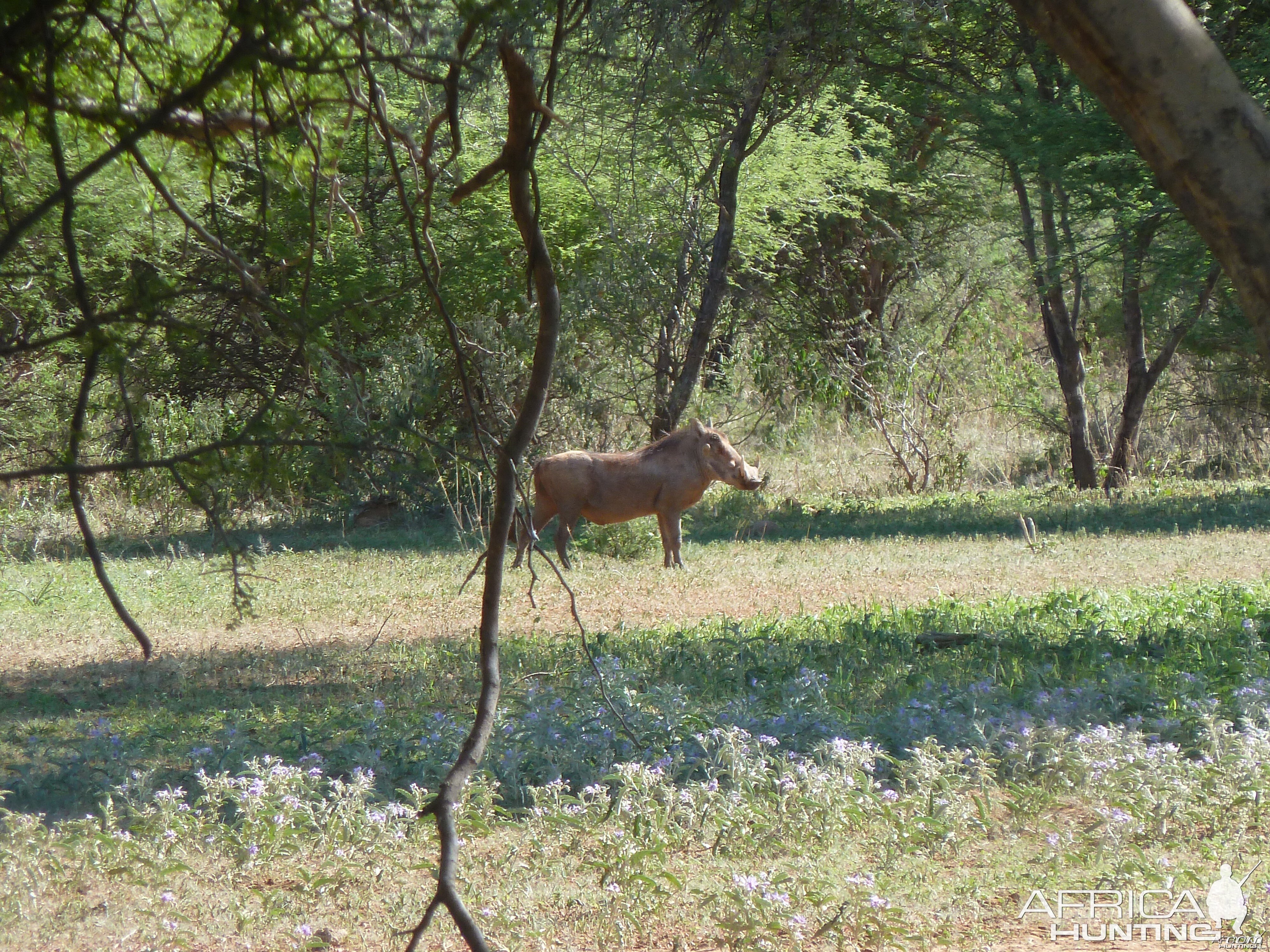 Warthog Namibia