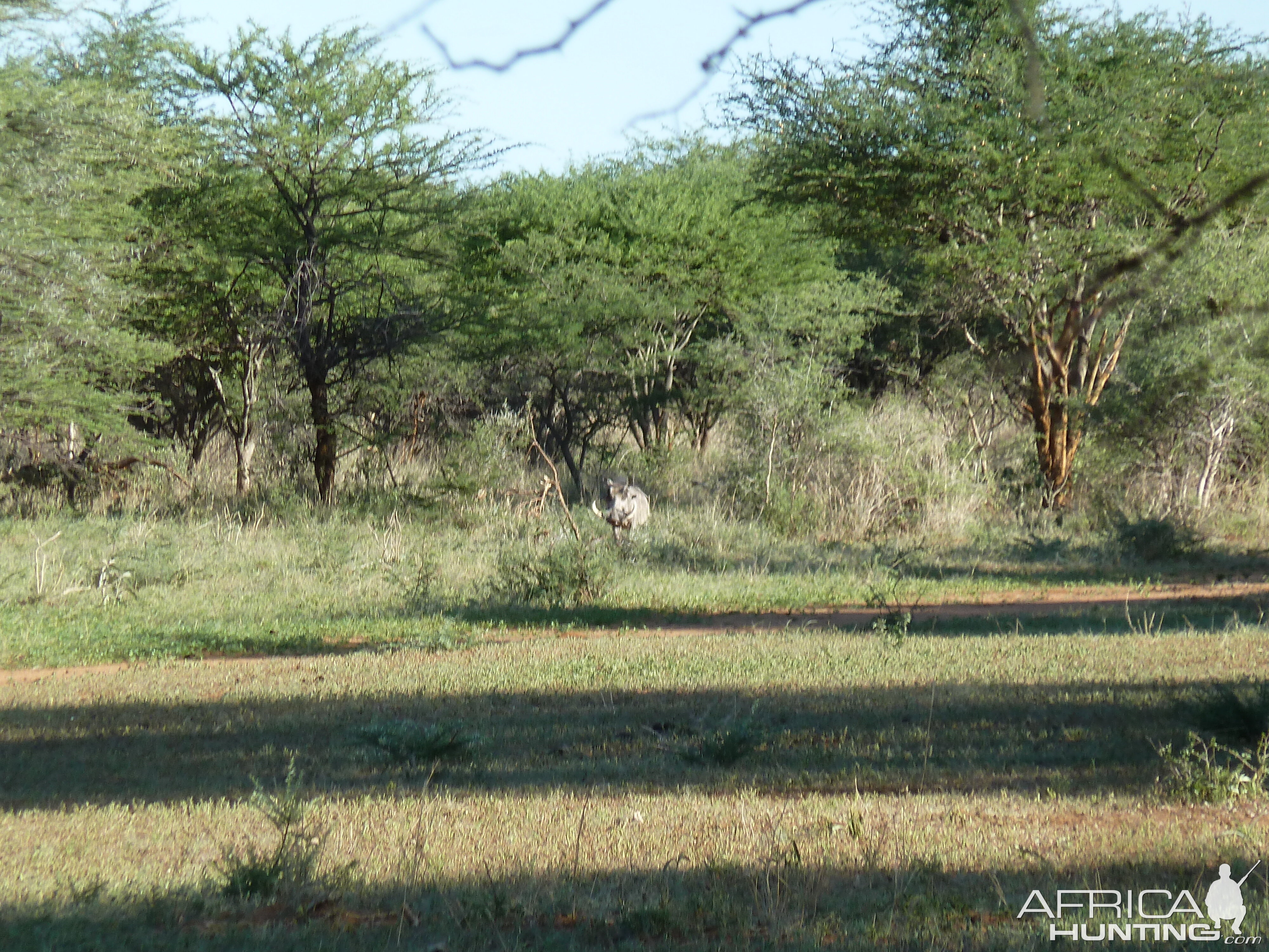 Warthog Namibia