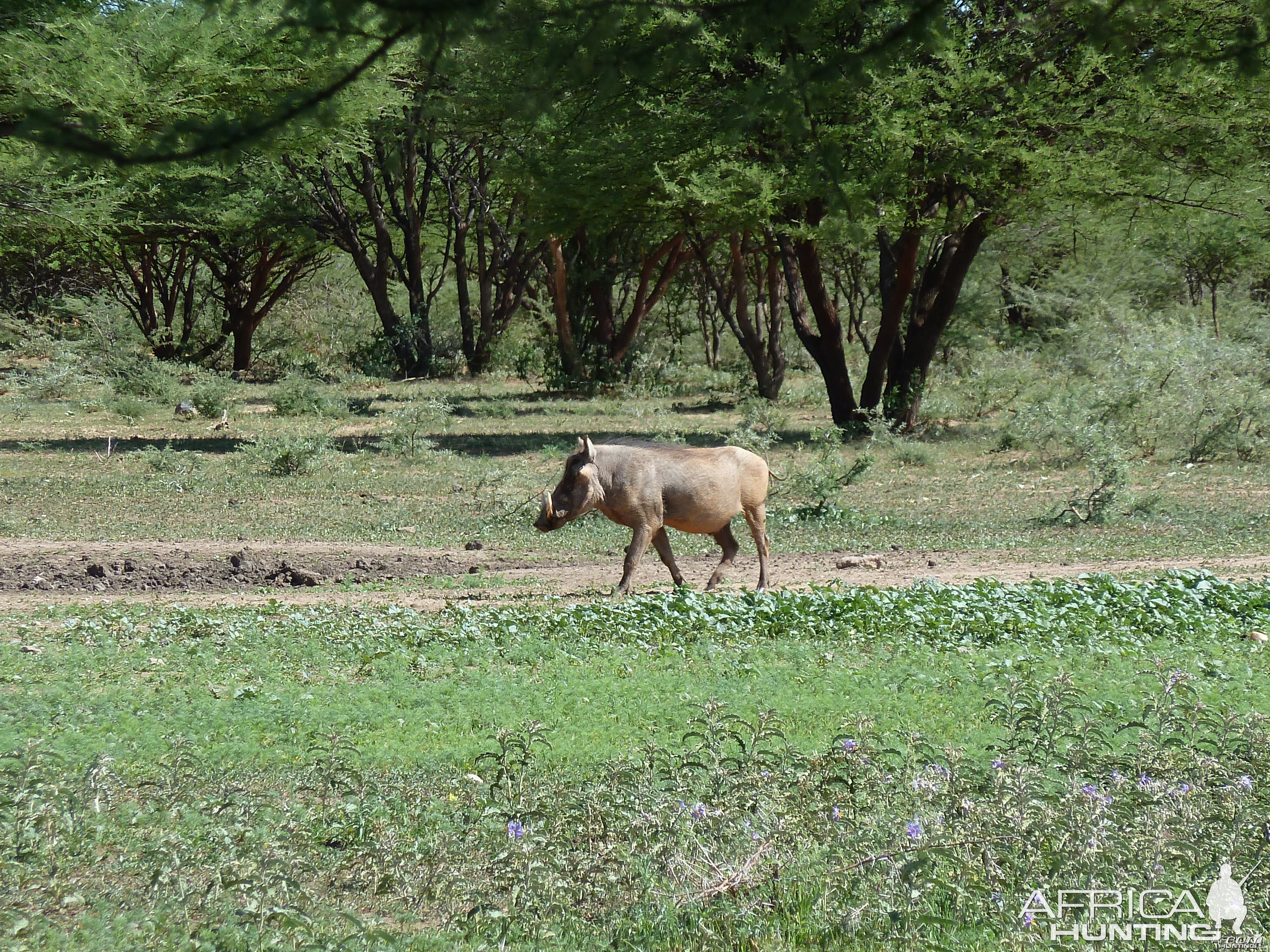 Warthog Namibia