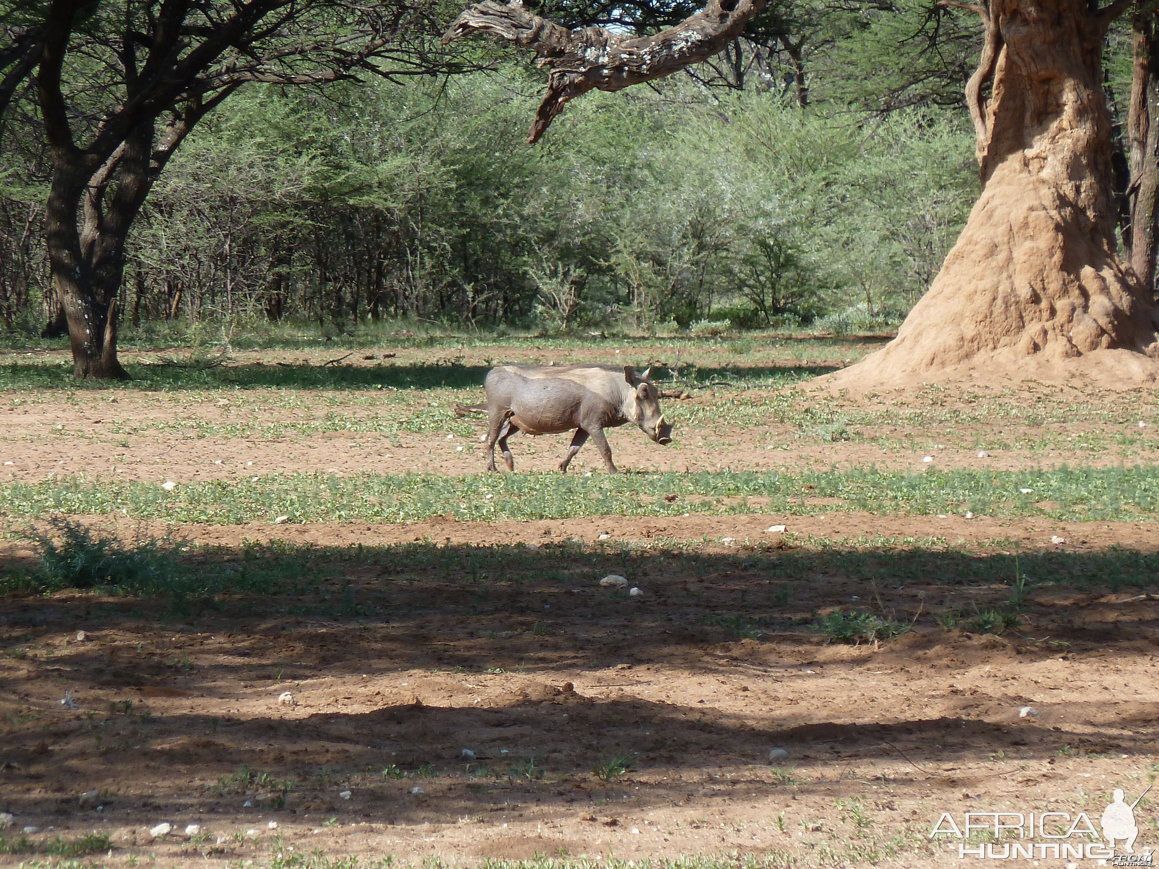 Warthog Namibia