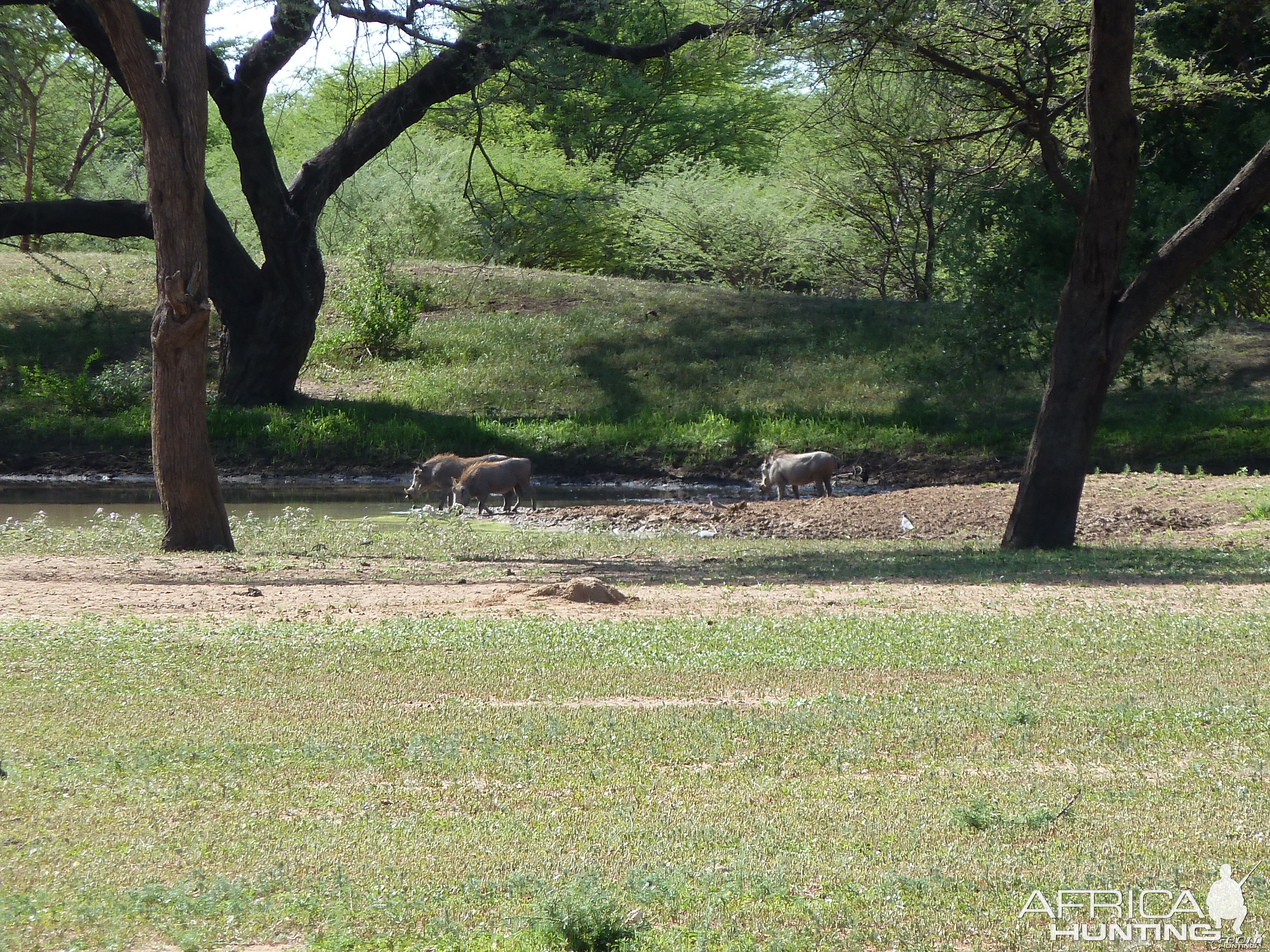 Warthog Namibia