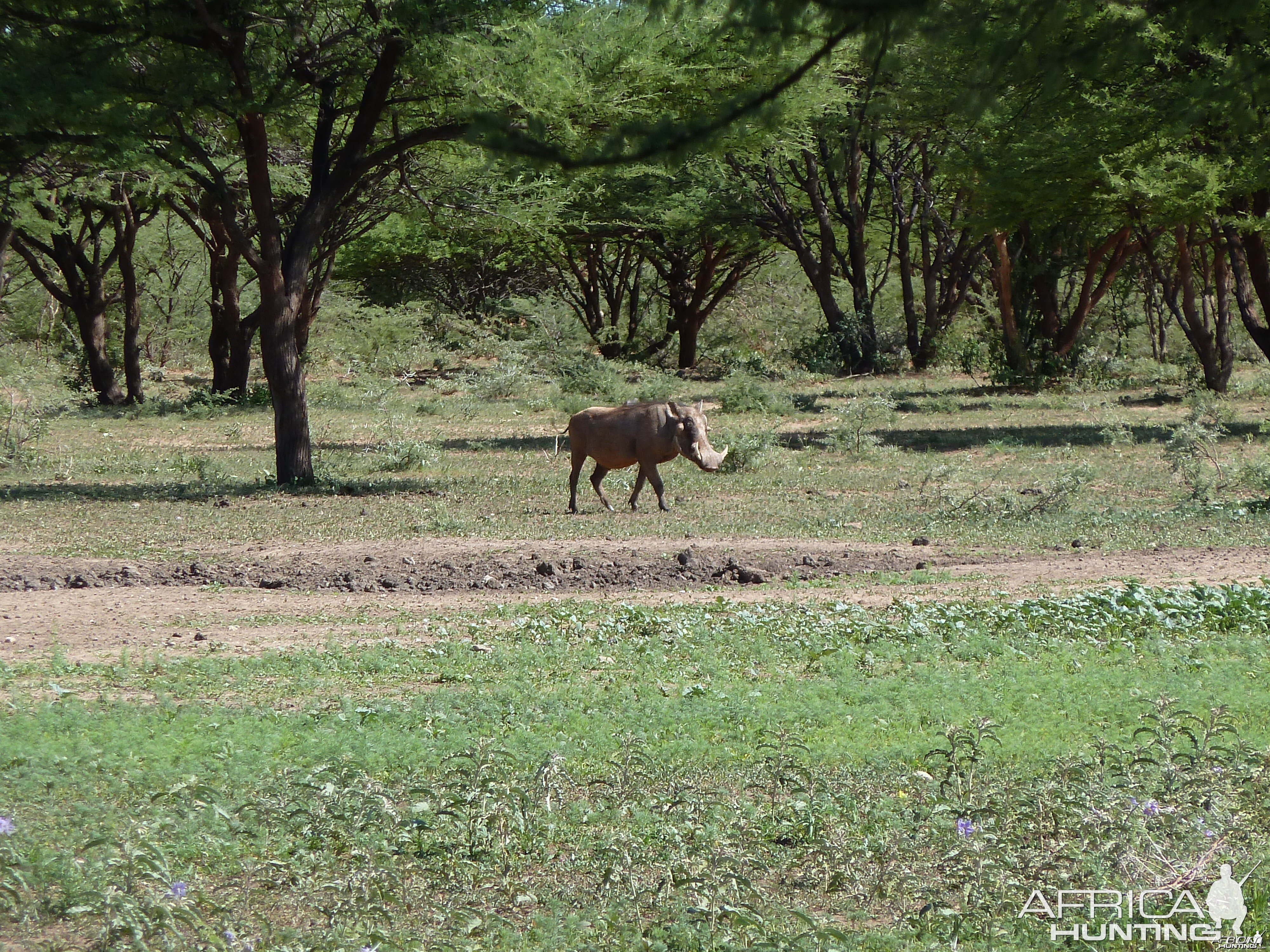 Warthog Namibia