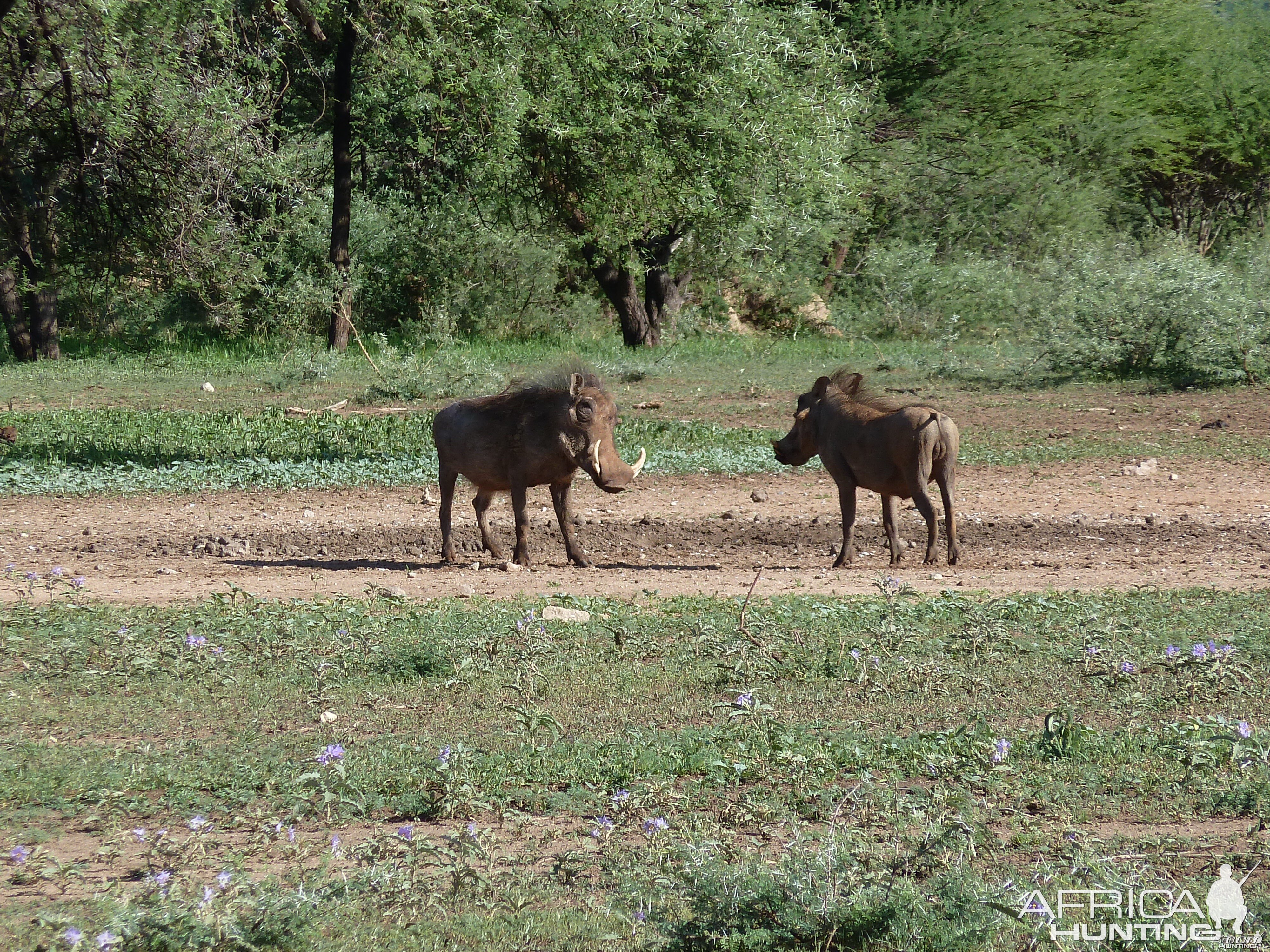 Warthog Namibia