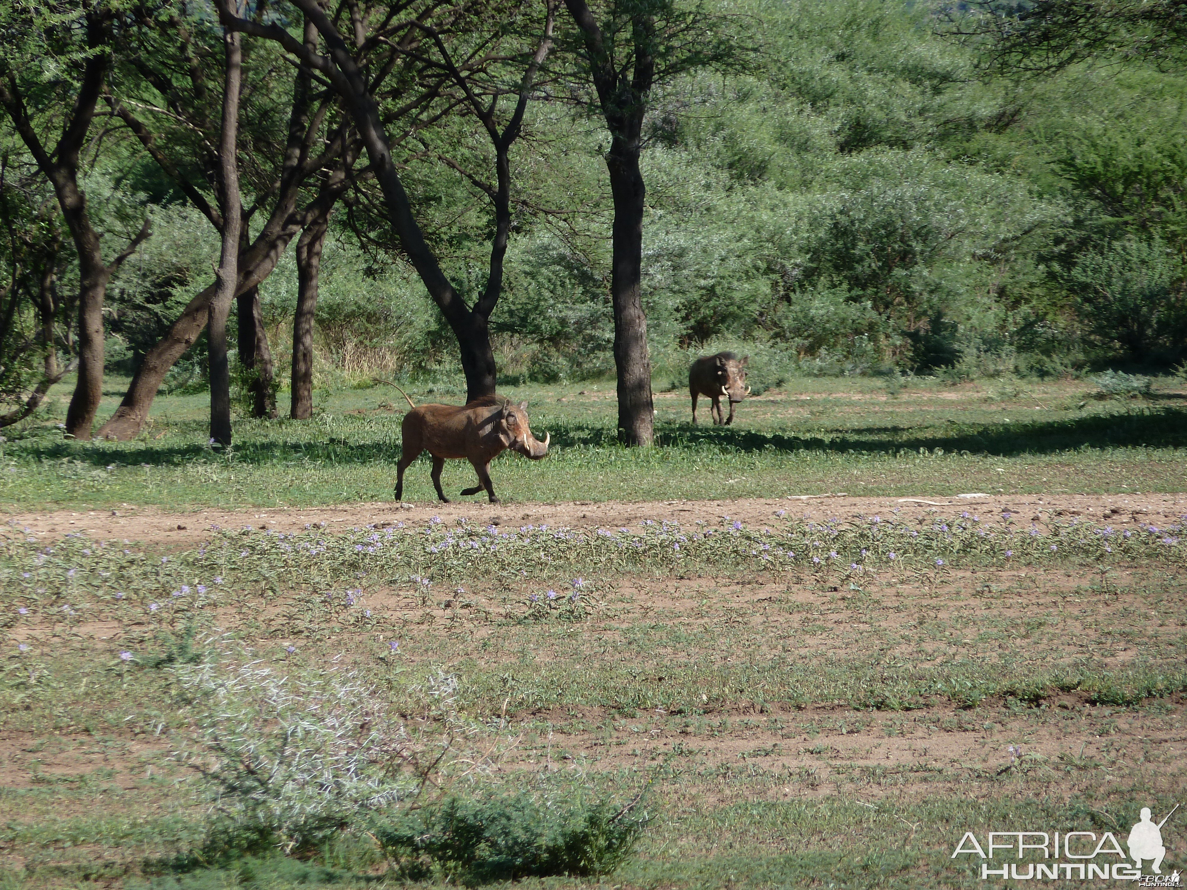 Warthog Namibia