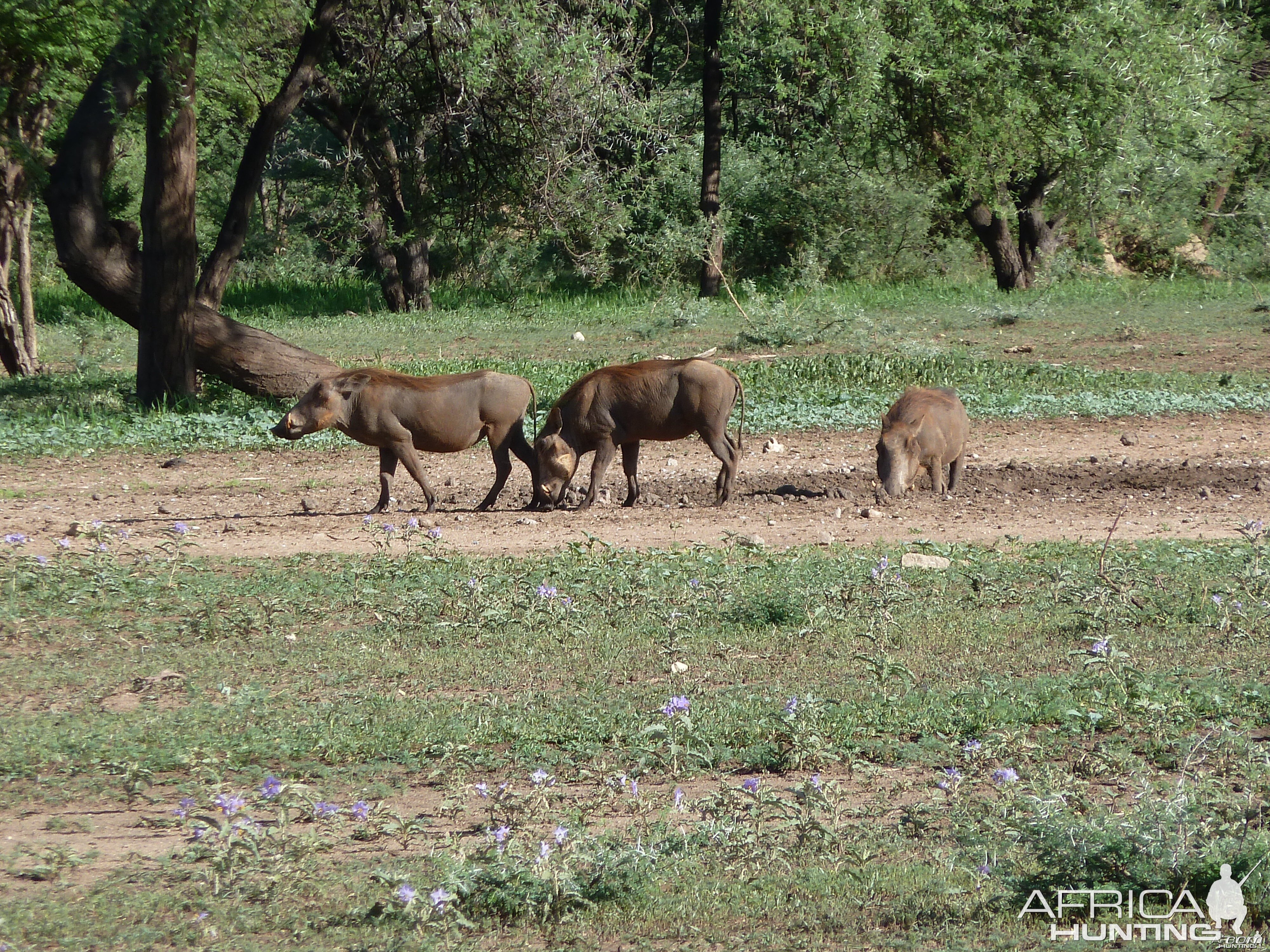 Warthog Namibia