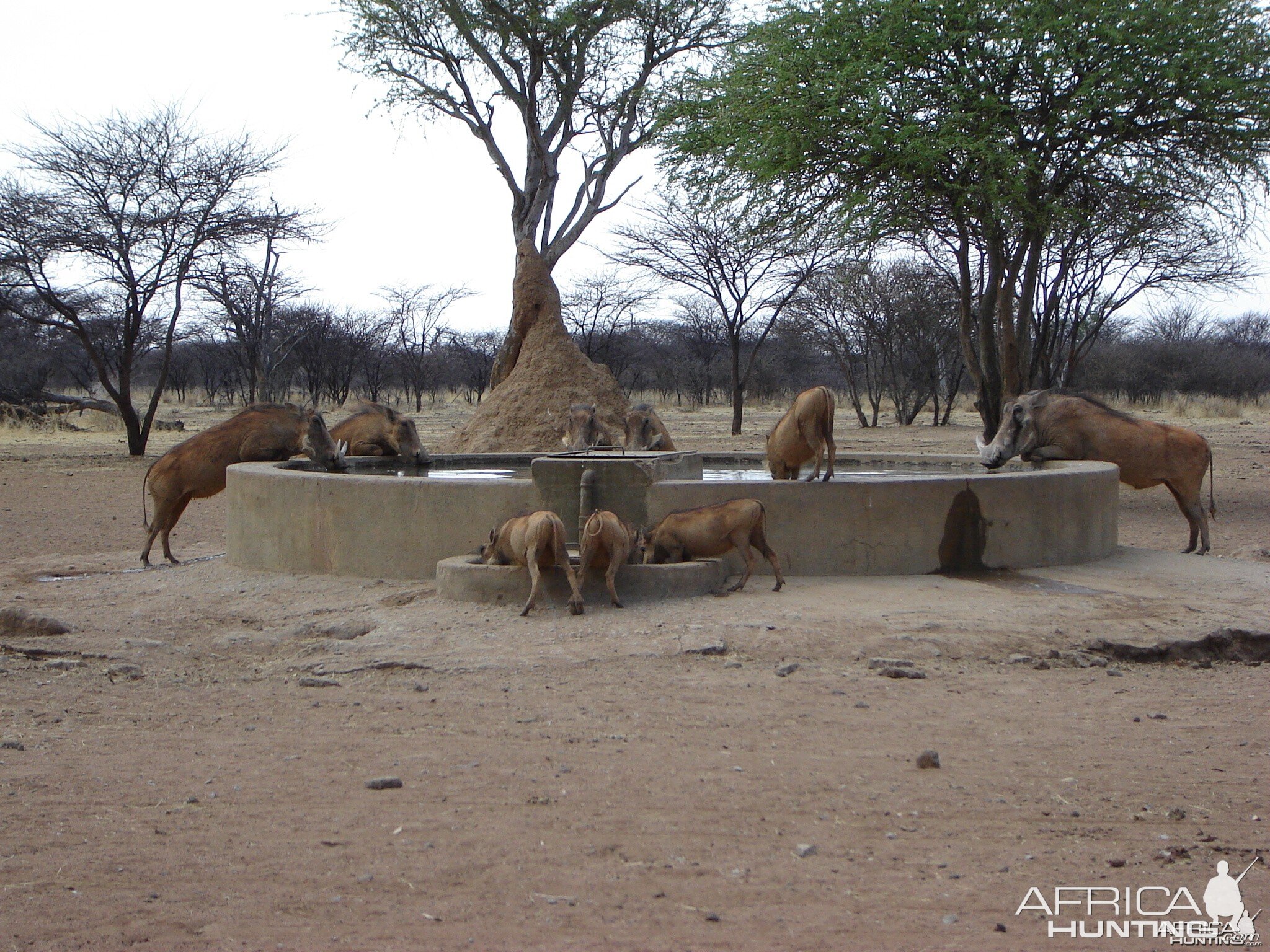 Warthog Namibia