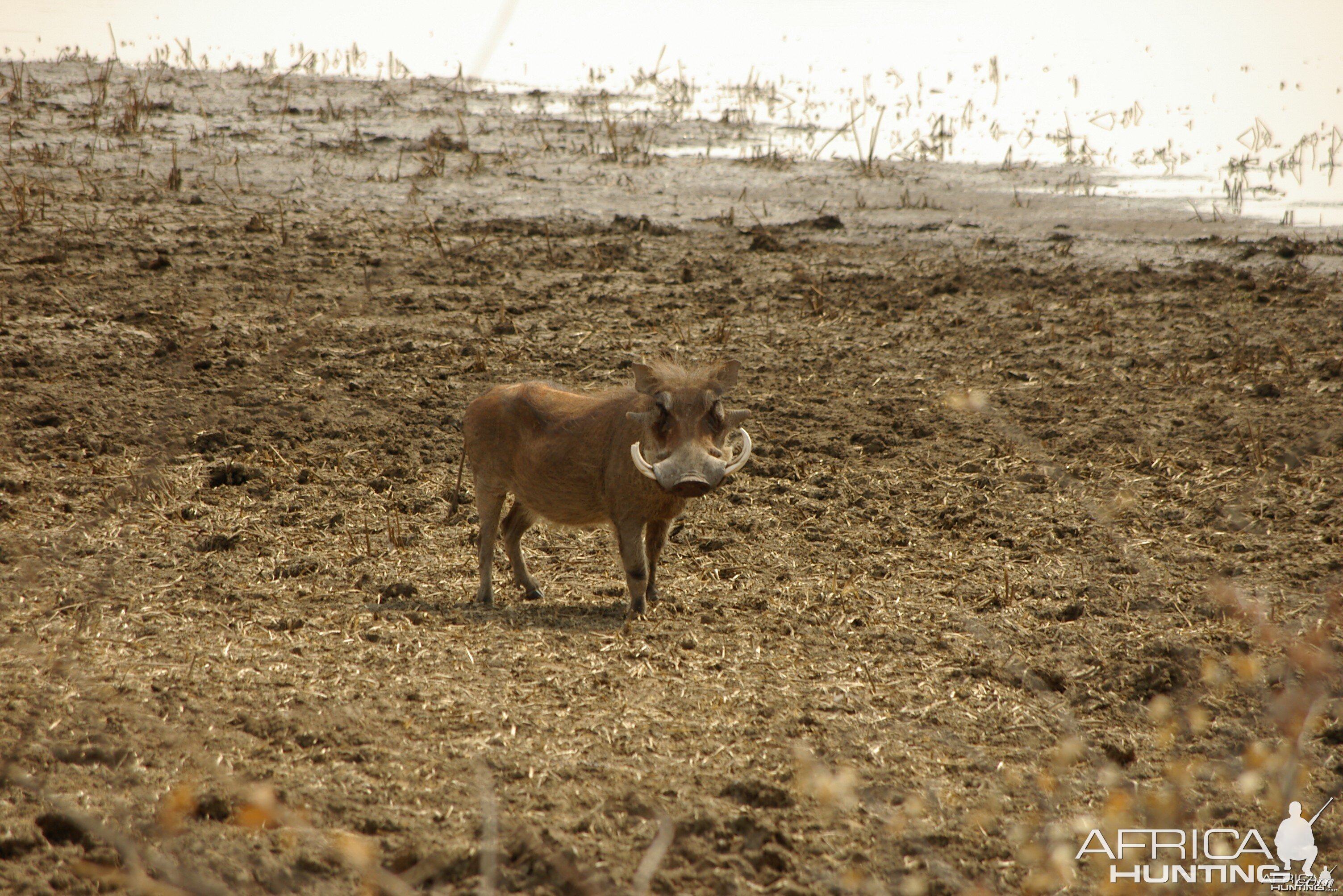 Warthog Namibia