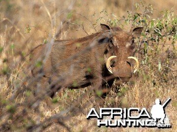 Warthog Namibia