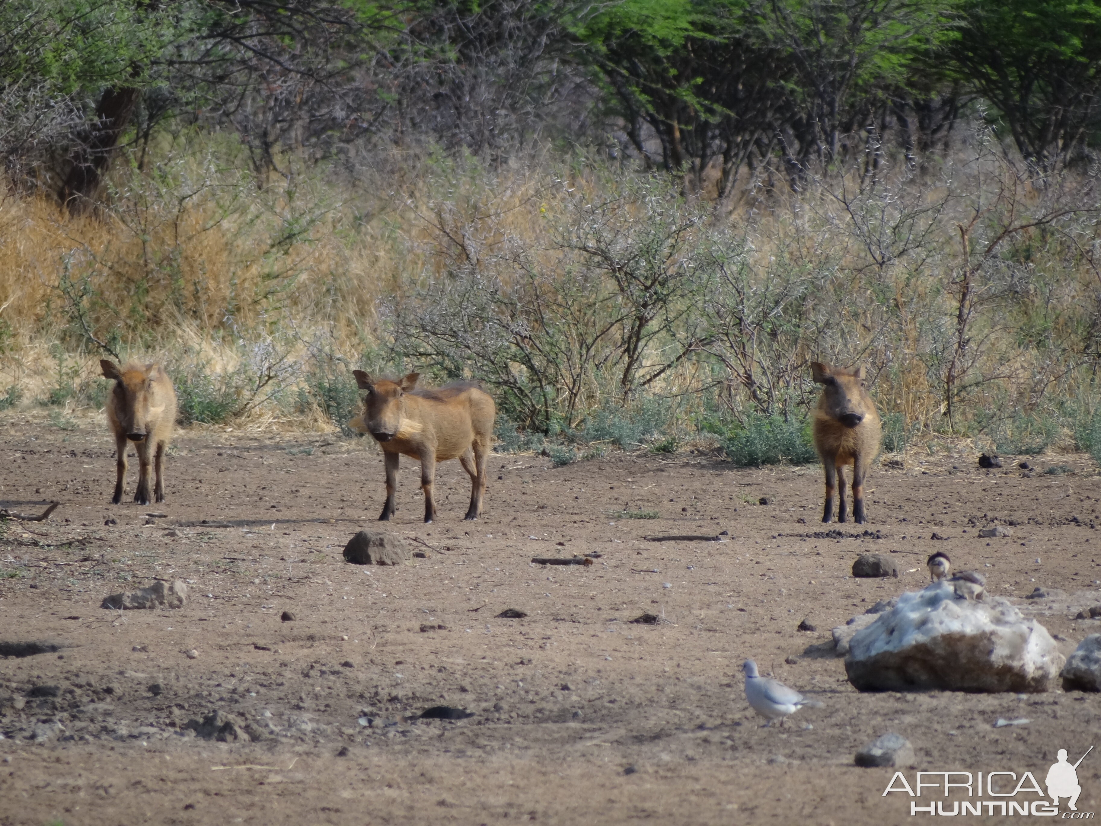 Warthog Namibia