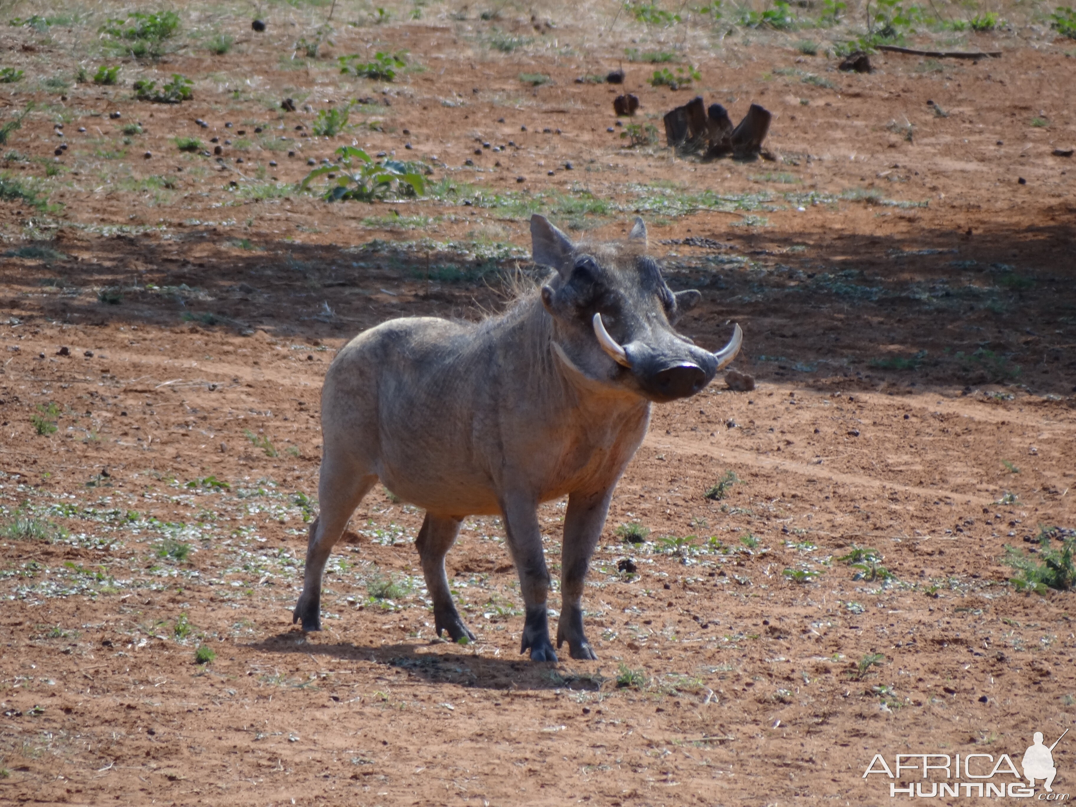 Warthog Namibia