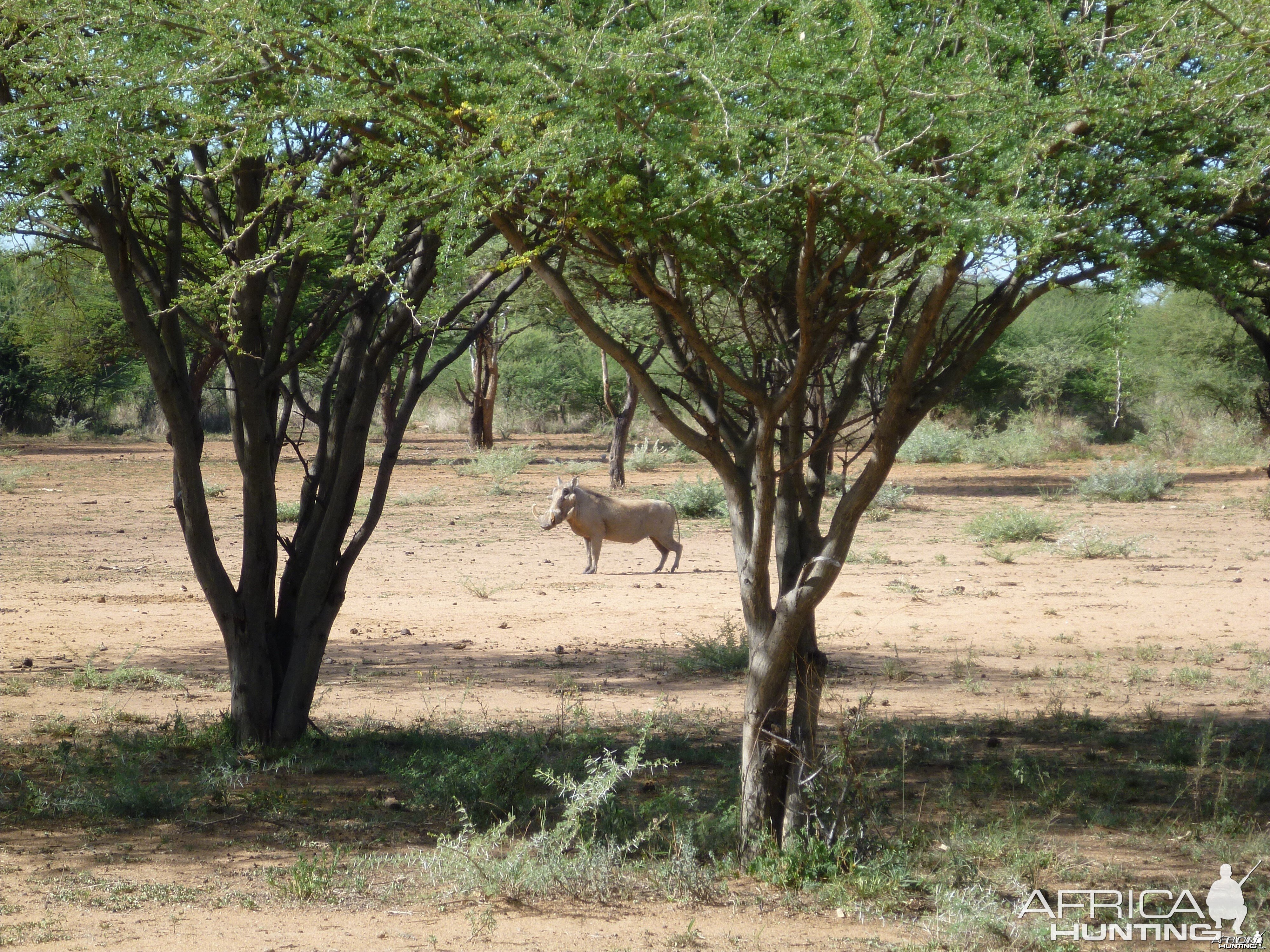 Warthog Namibia