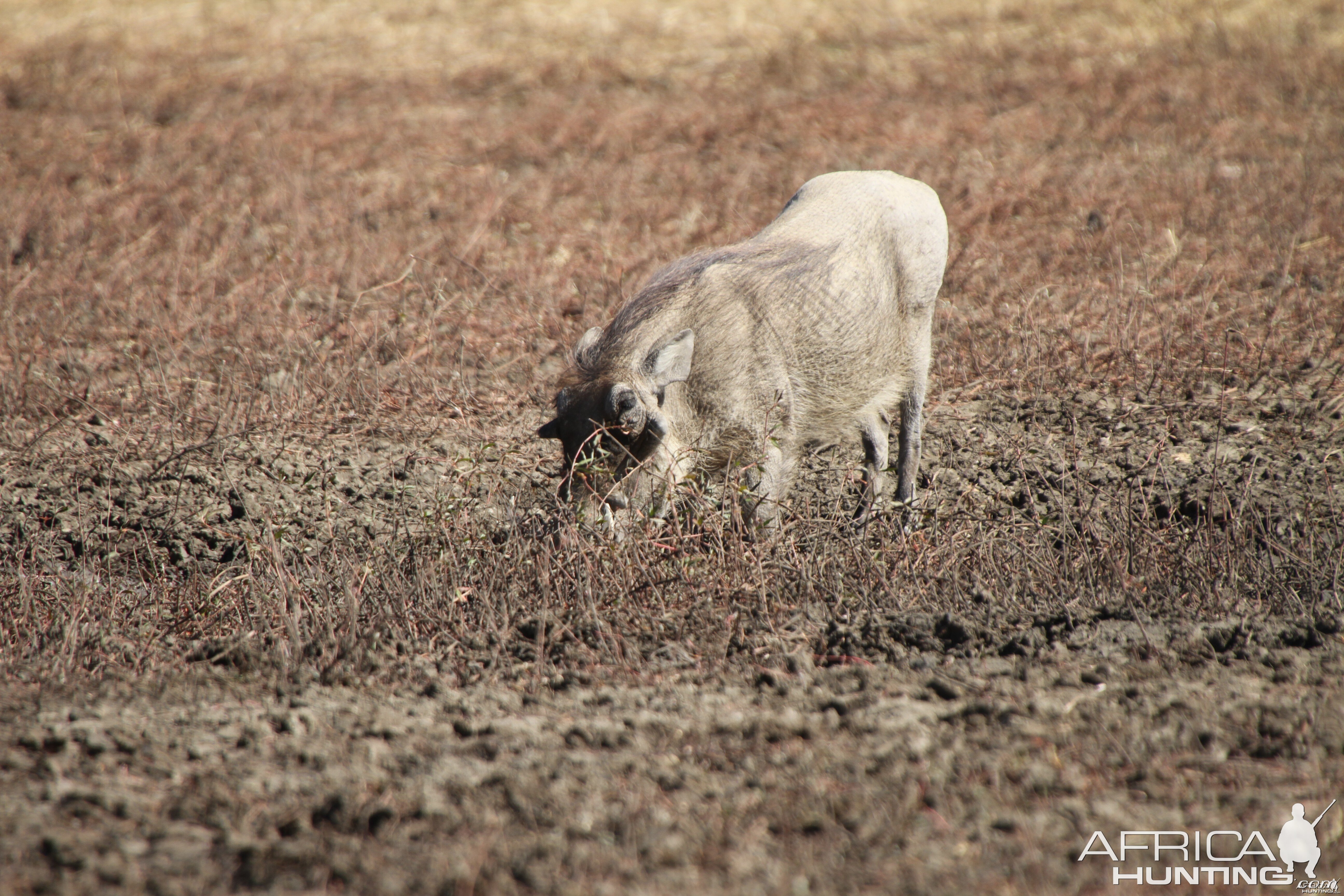 Warthog Namibia