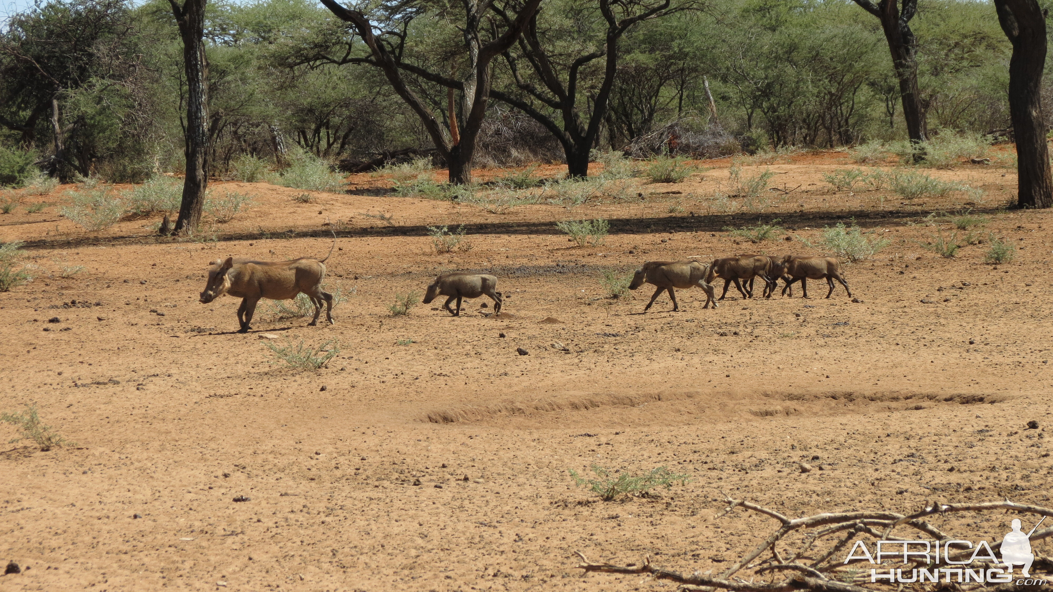 Warthog Namibia