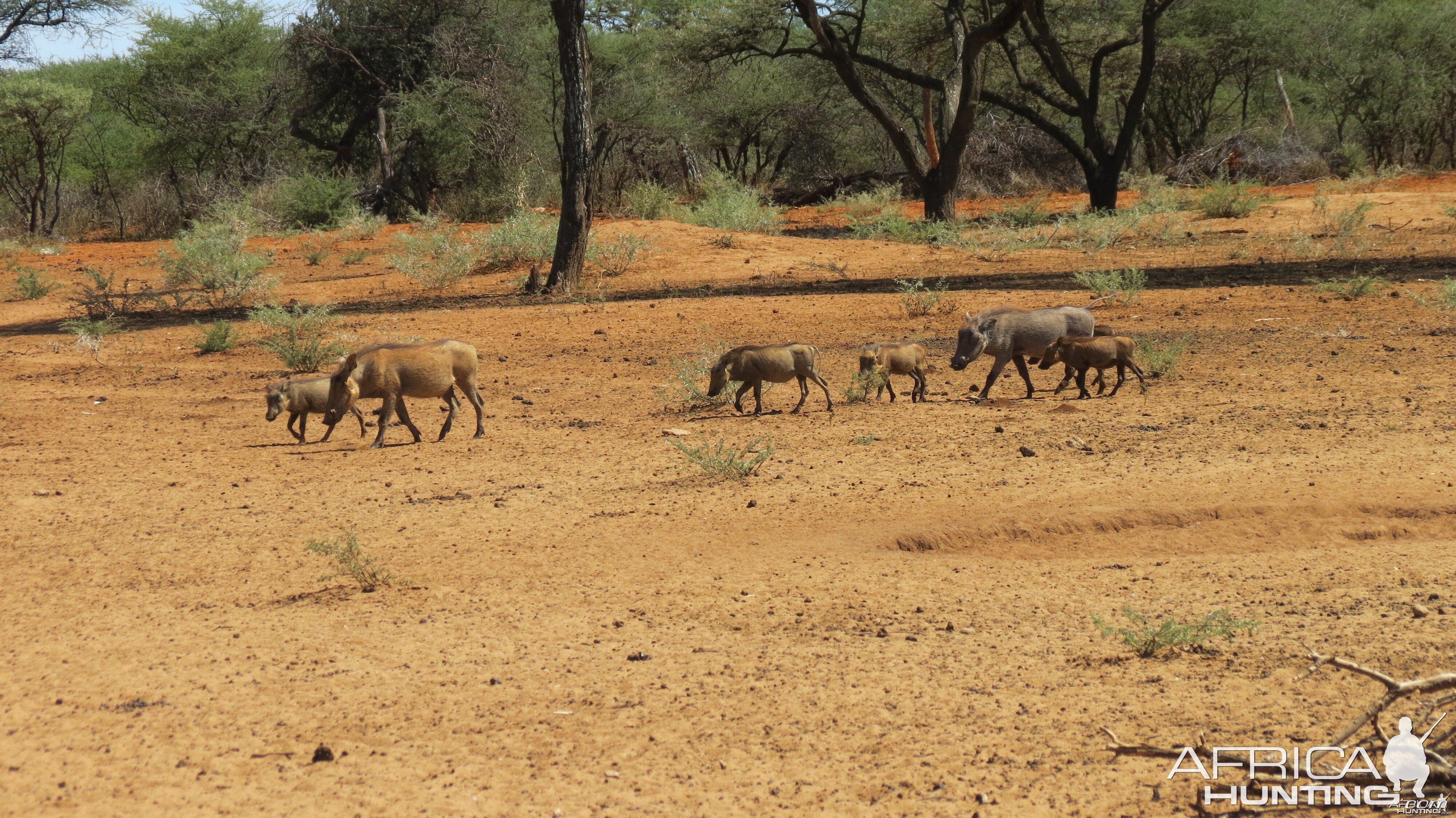 Warthog Namibia