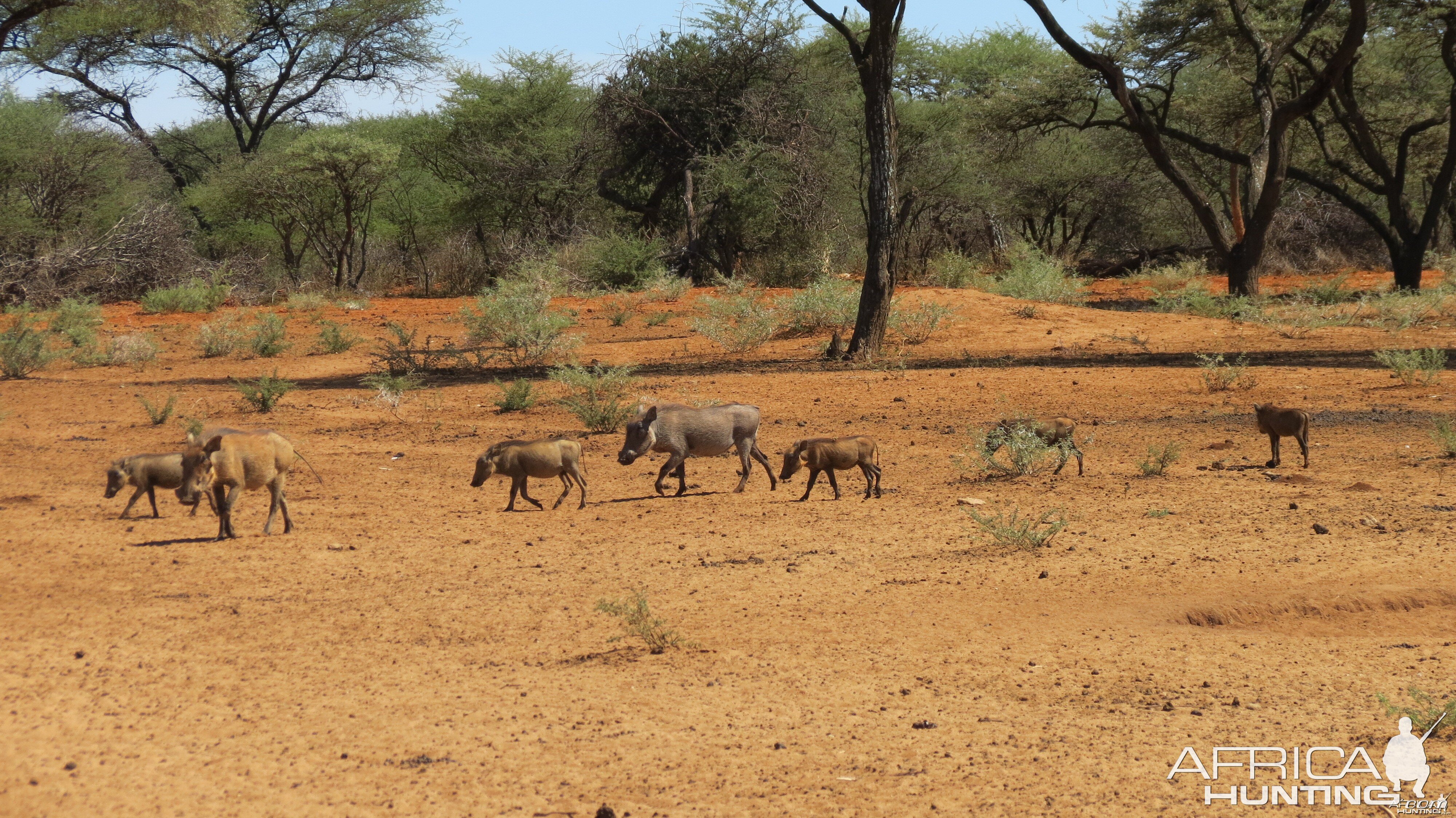 Warthog Namibia