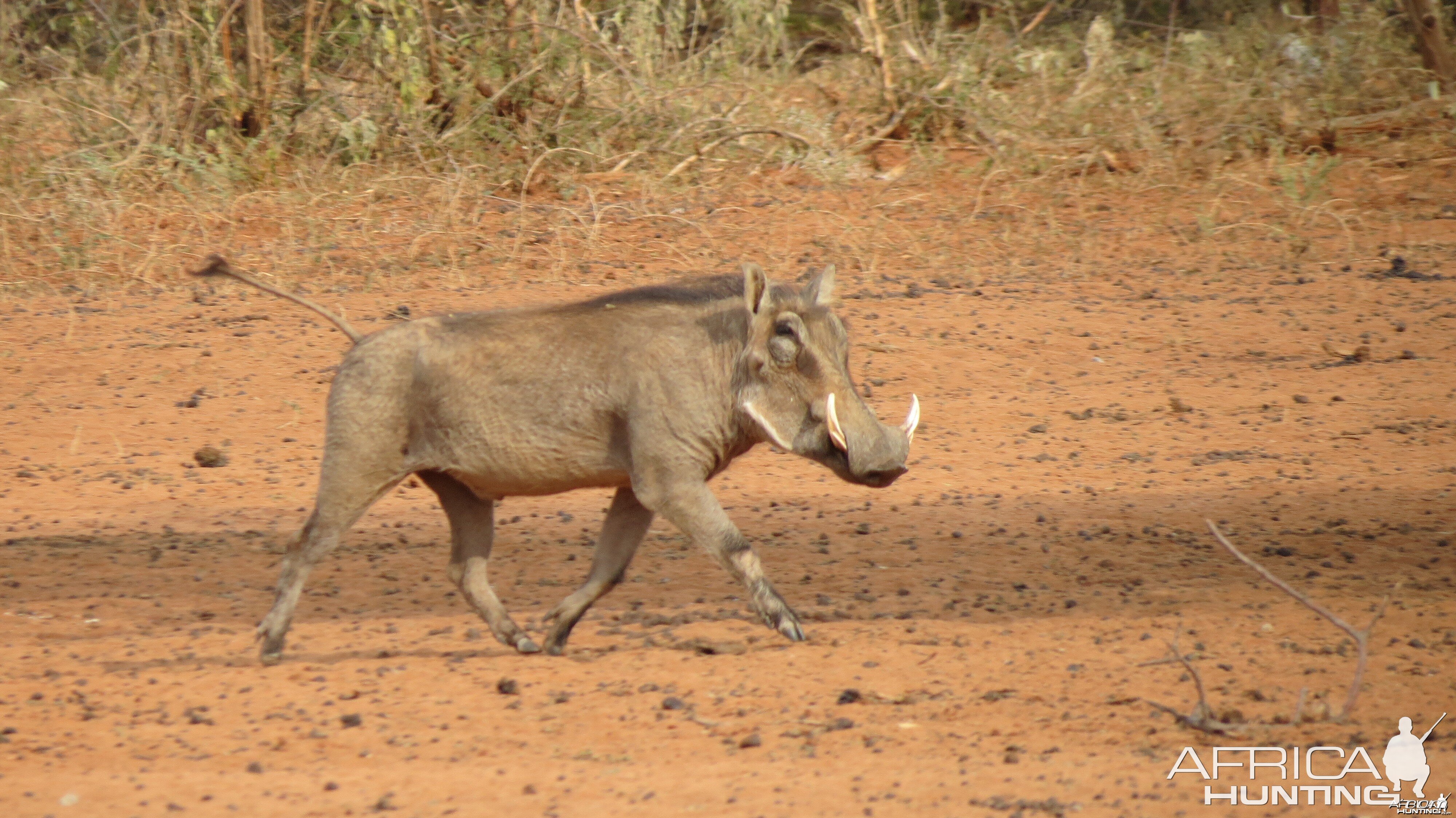 Warthog Namibia