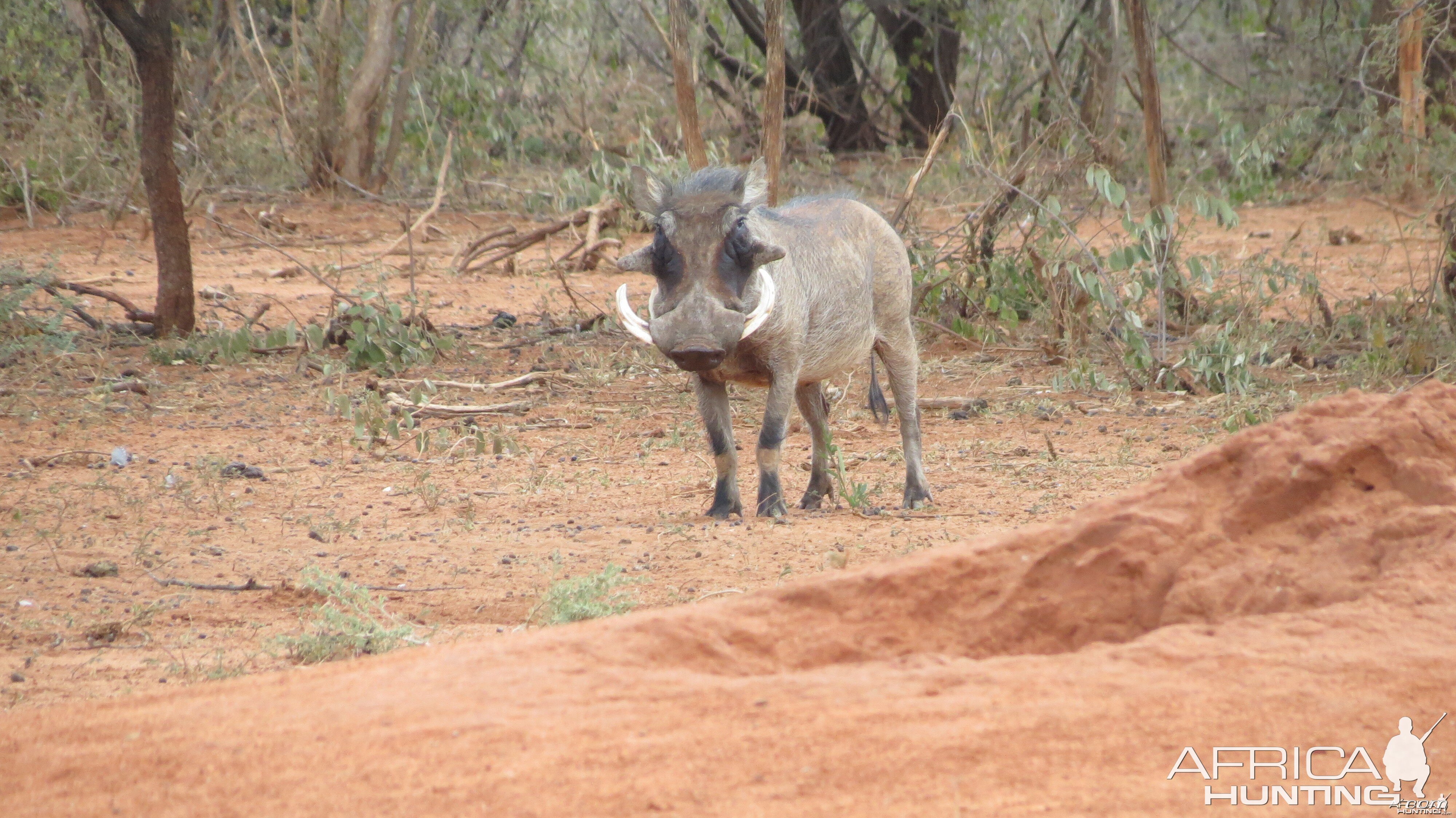 Warthog Namibia