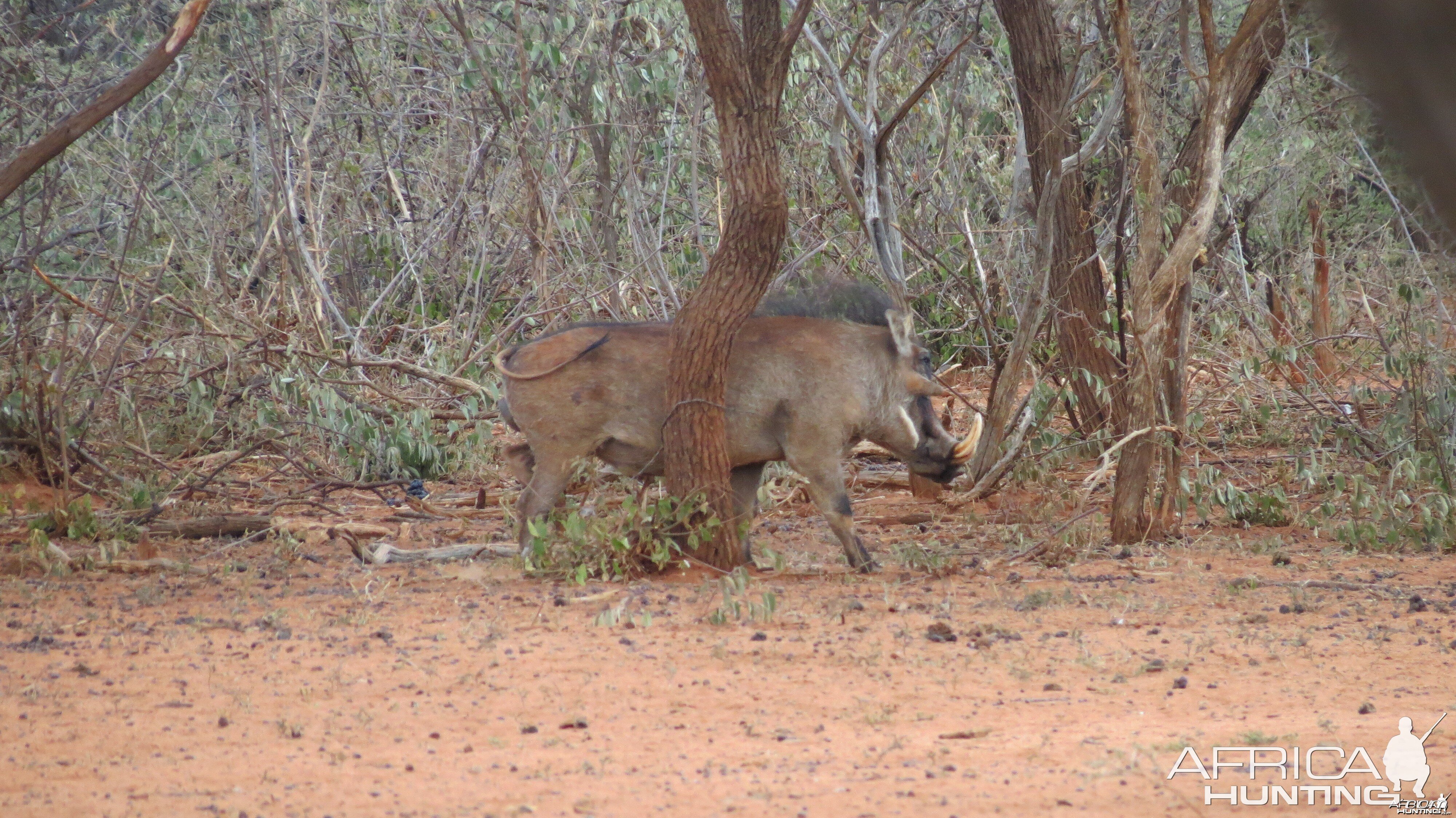 Warthog Namibia