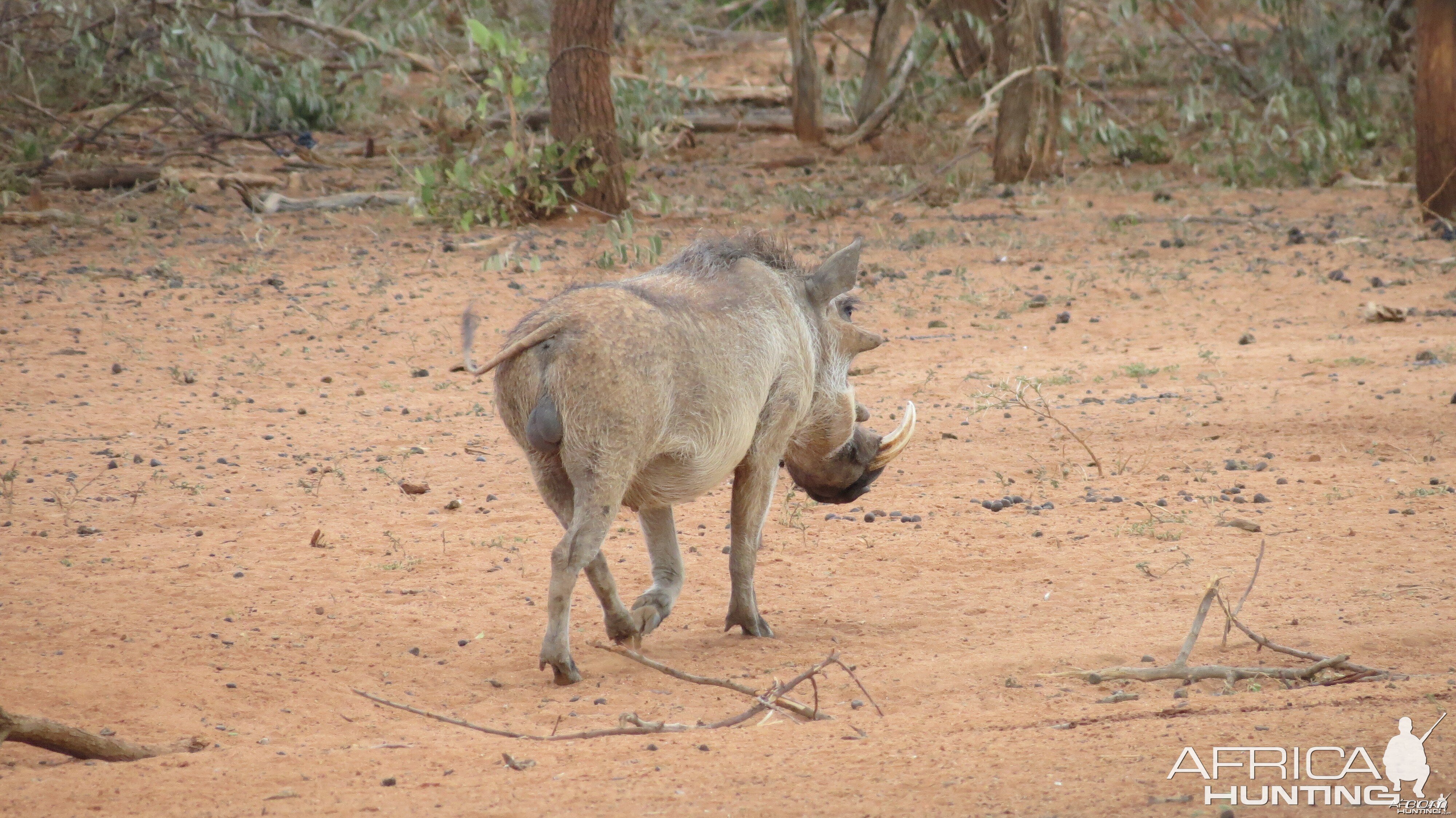 Warthog Namibia