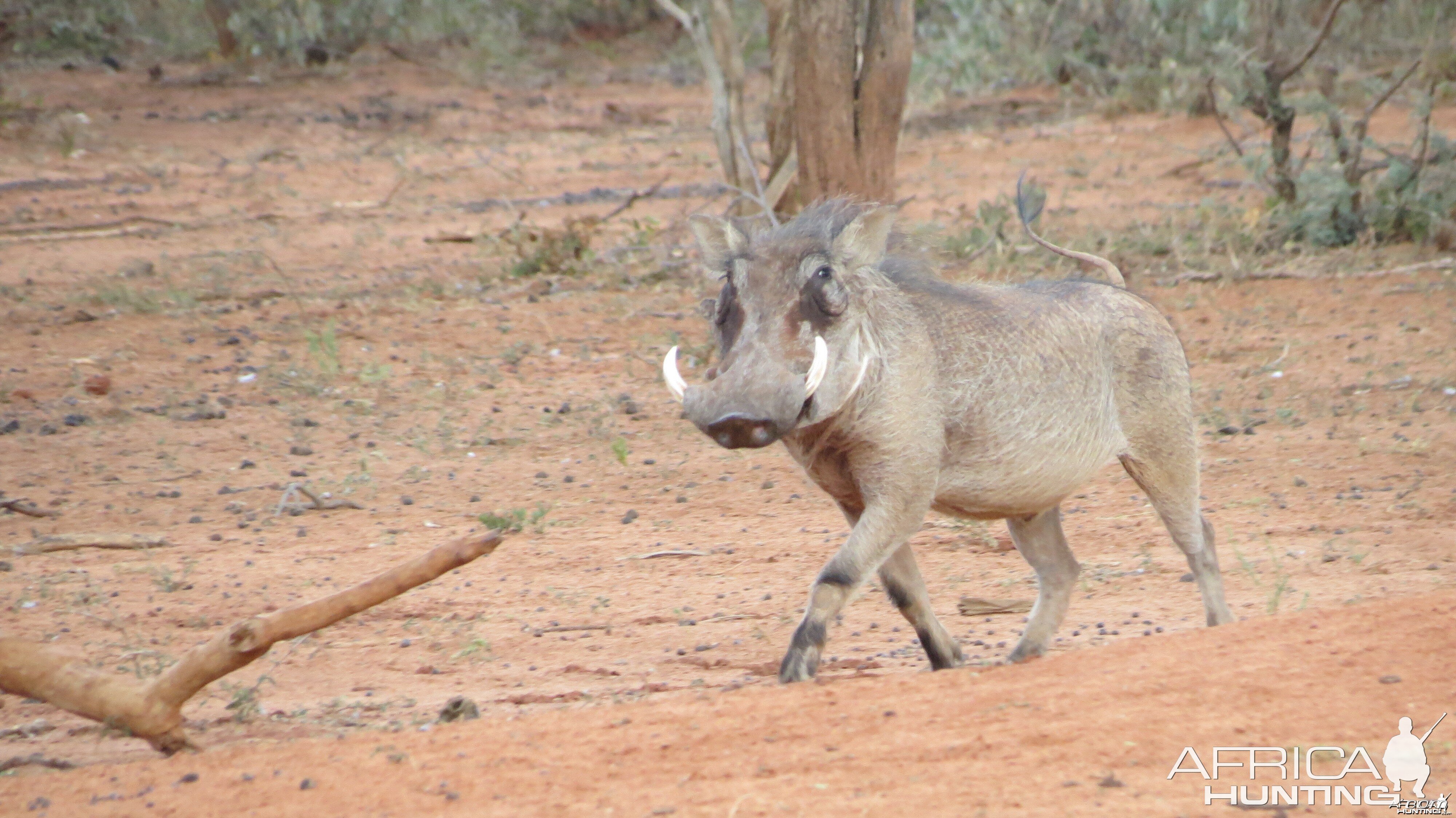 Warthog Namibia