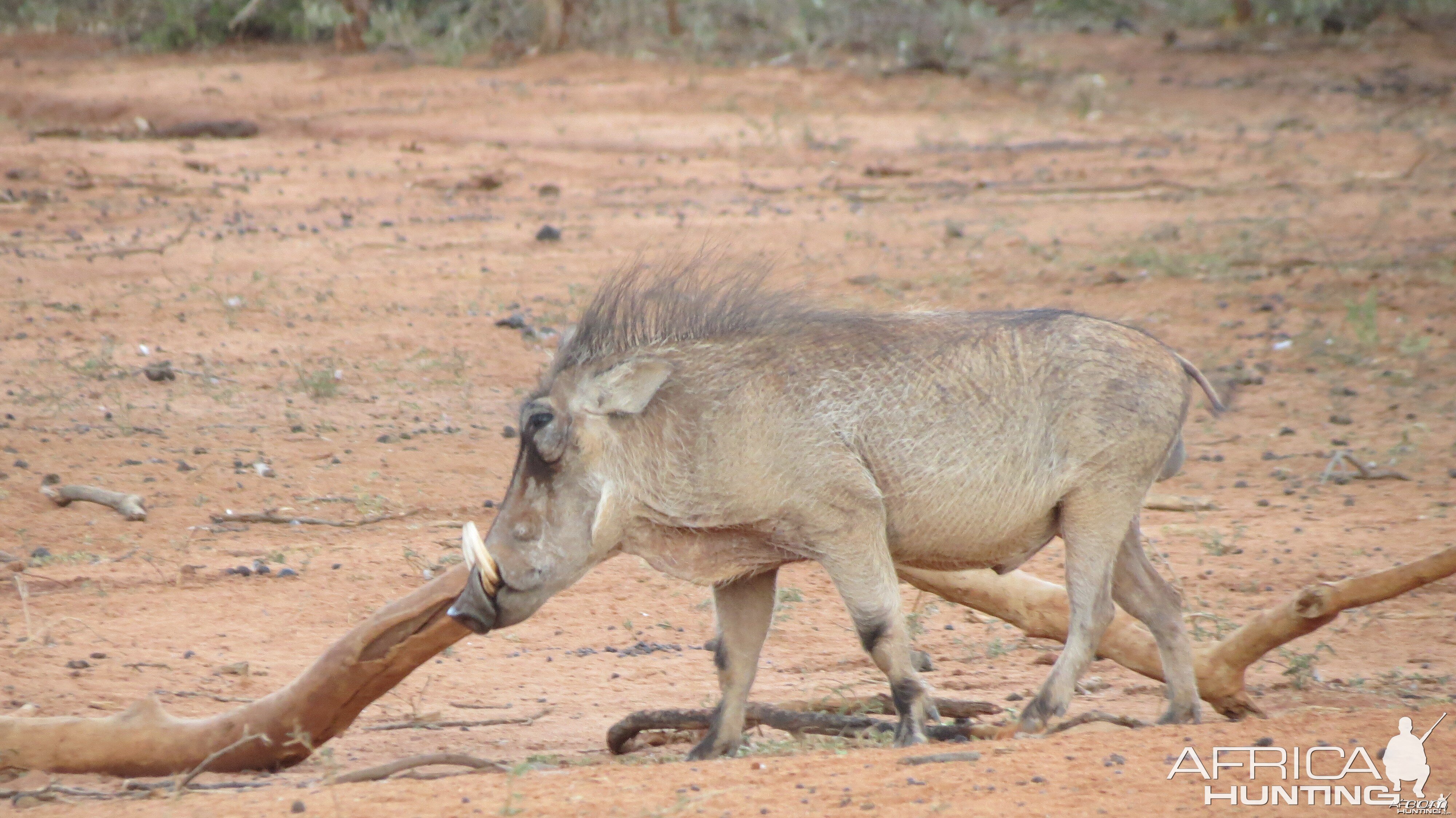 Warthog Namibia