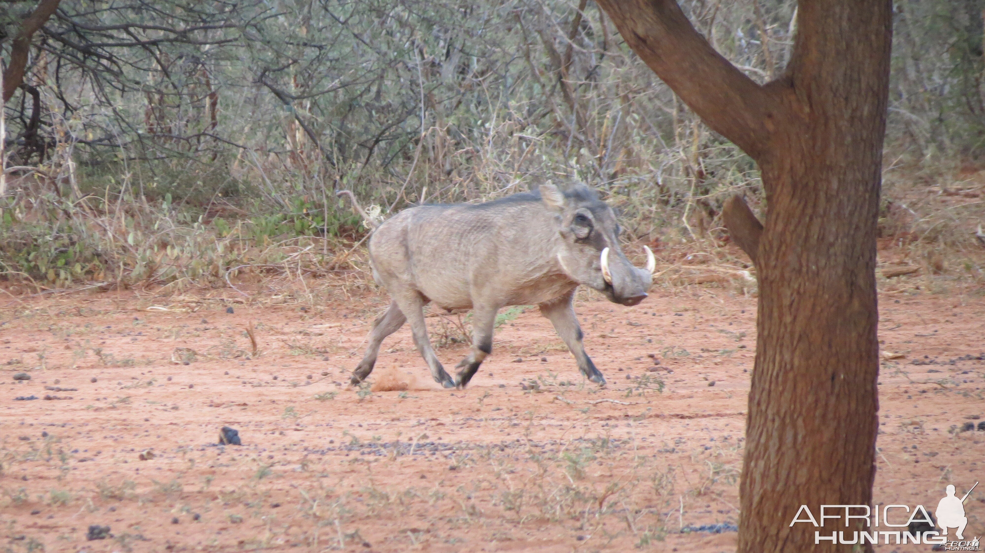 Warthog Namibia