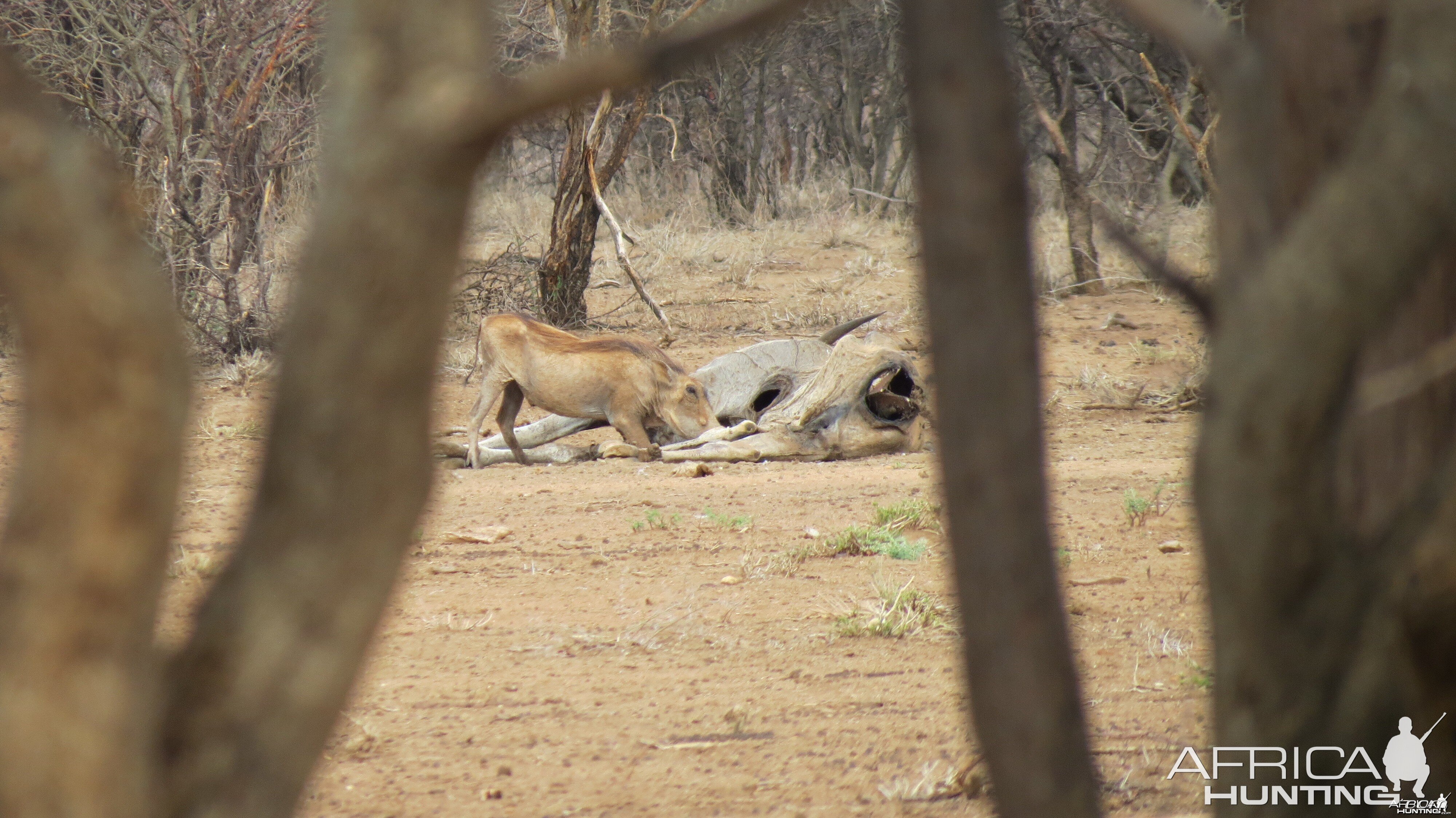 Warthog Namibia