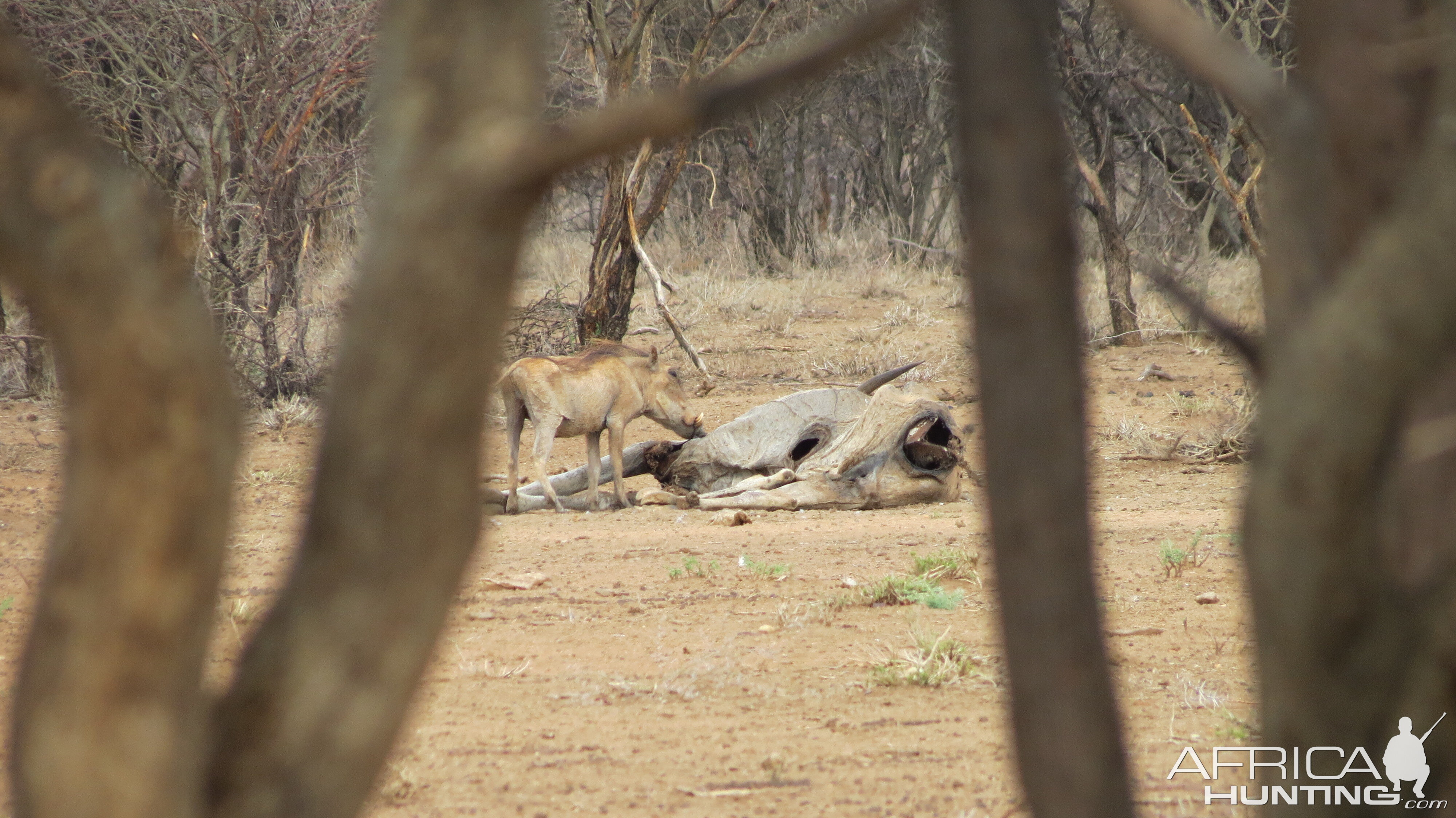 Warthog Namibia