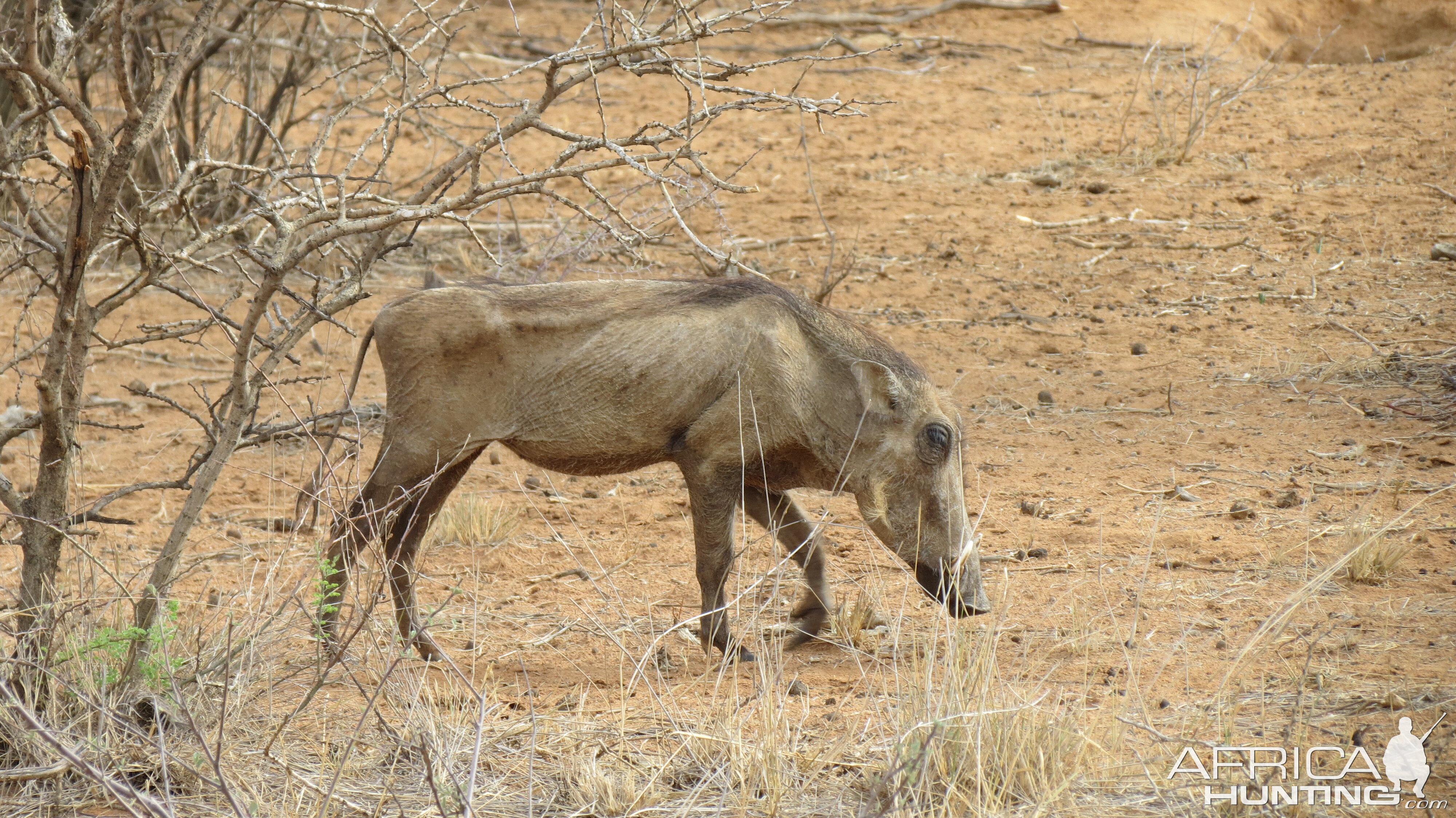 Warthog Namibia