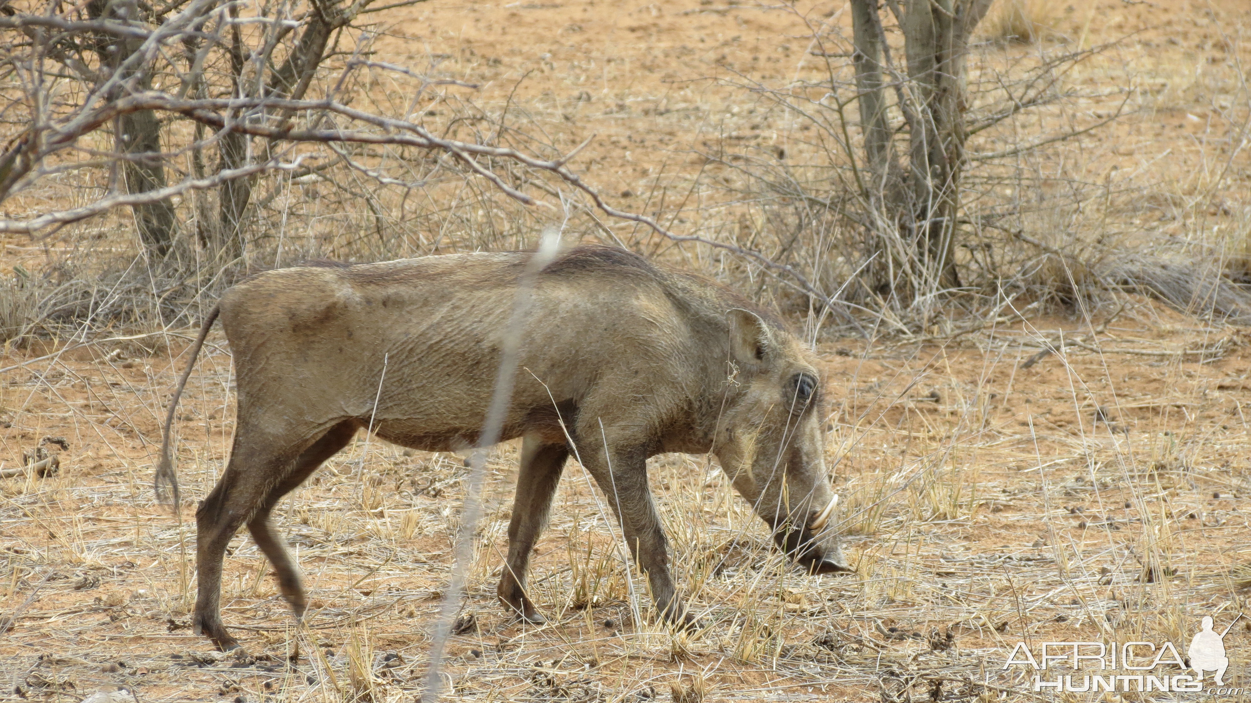 Warthog Namibia