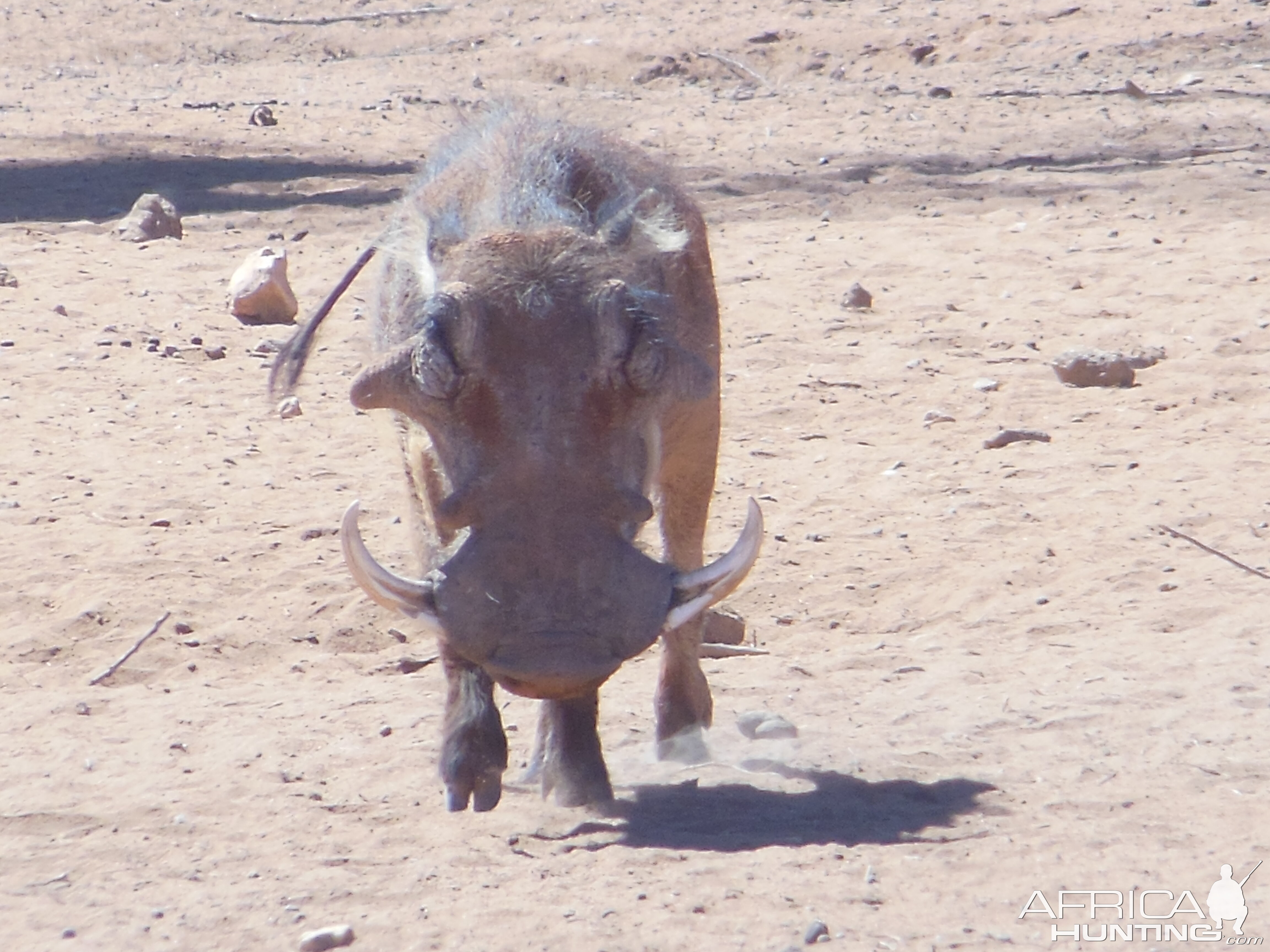 Warthog Namibia