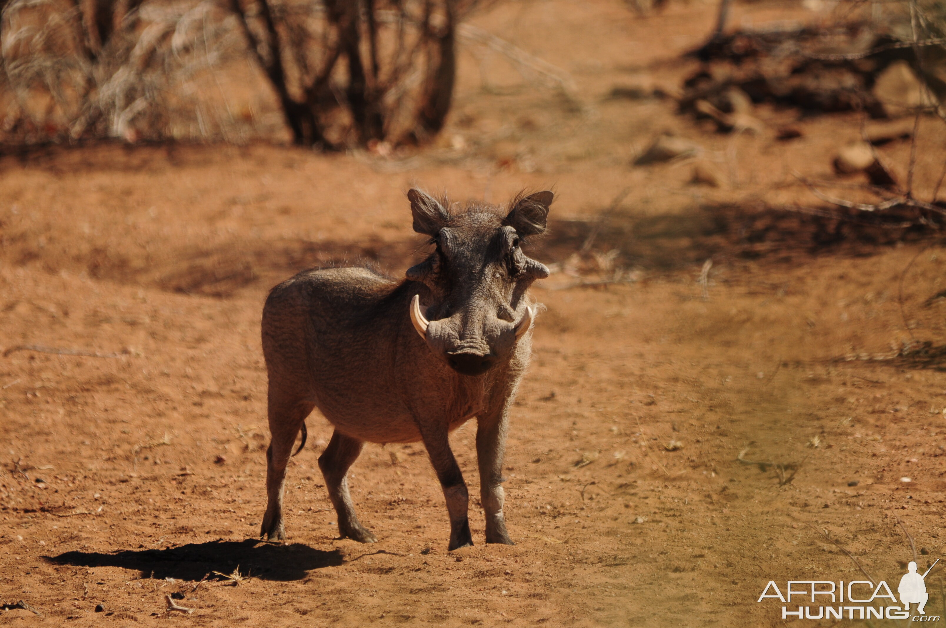 Warthog Namibia