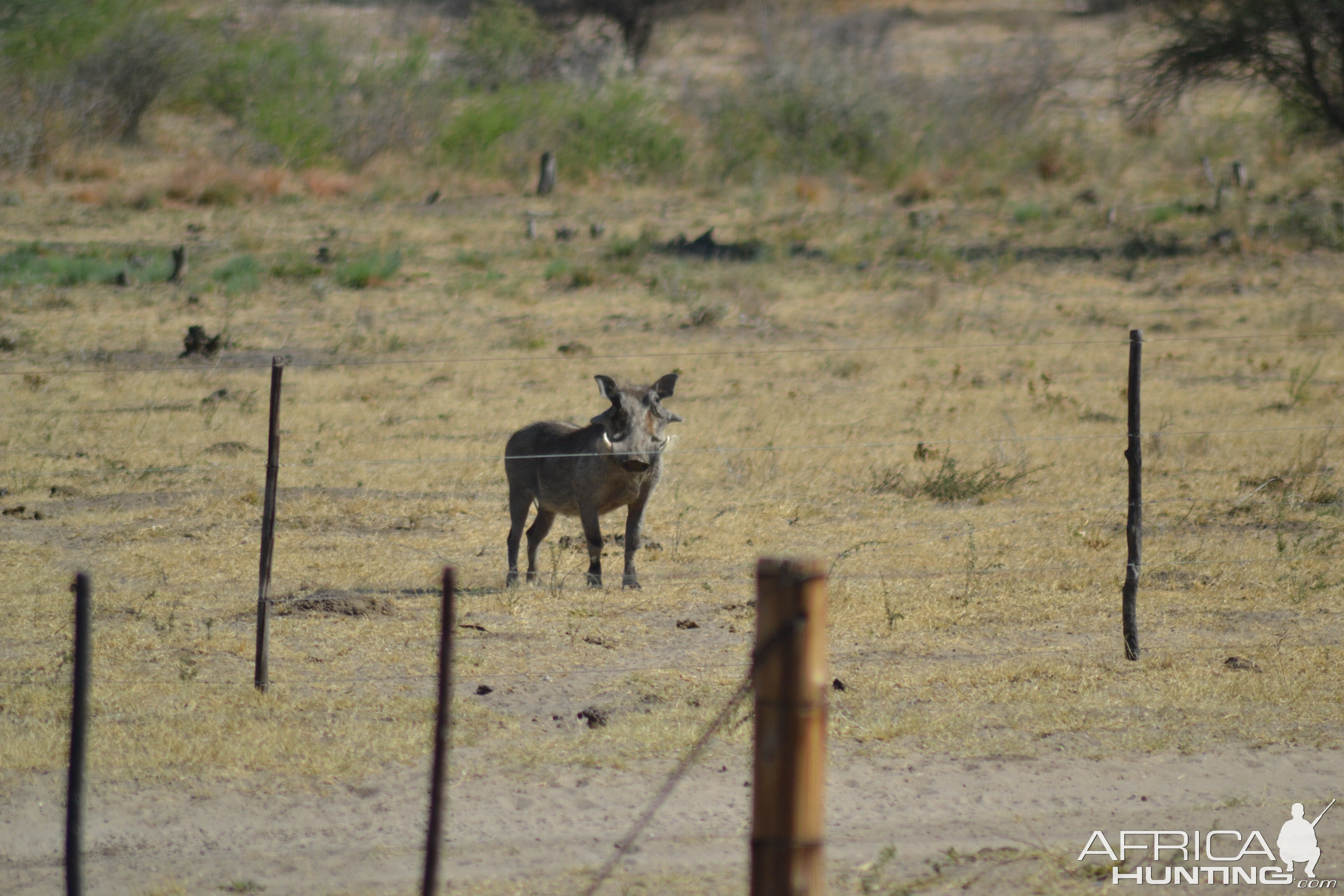 Warthog Namibia