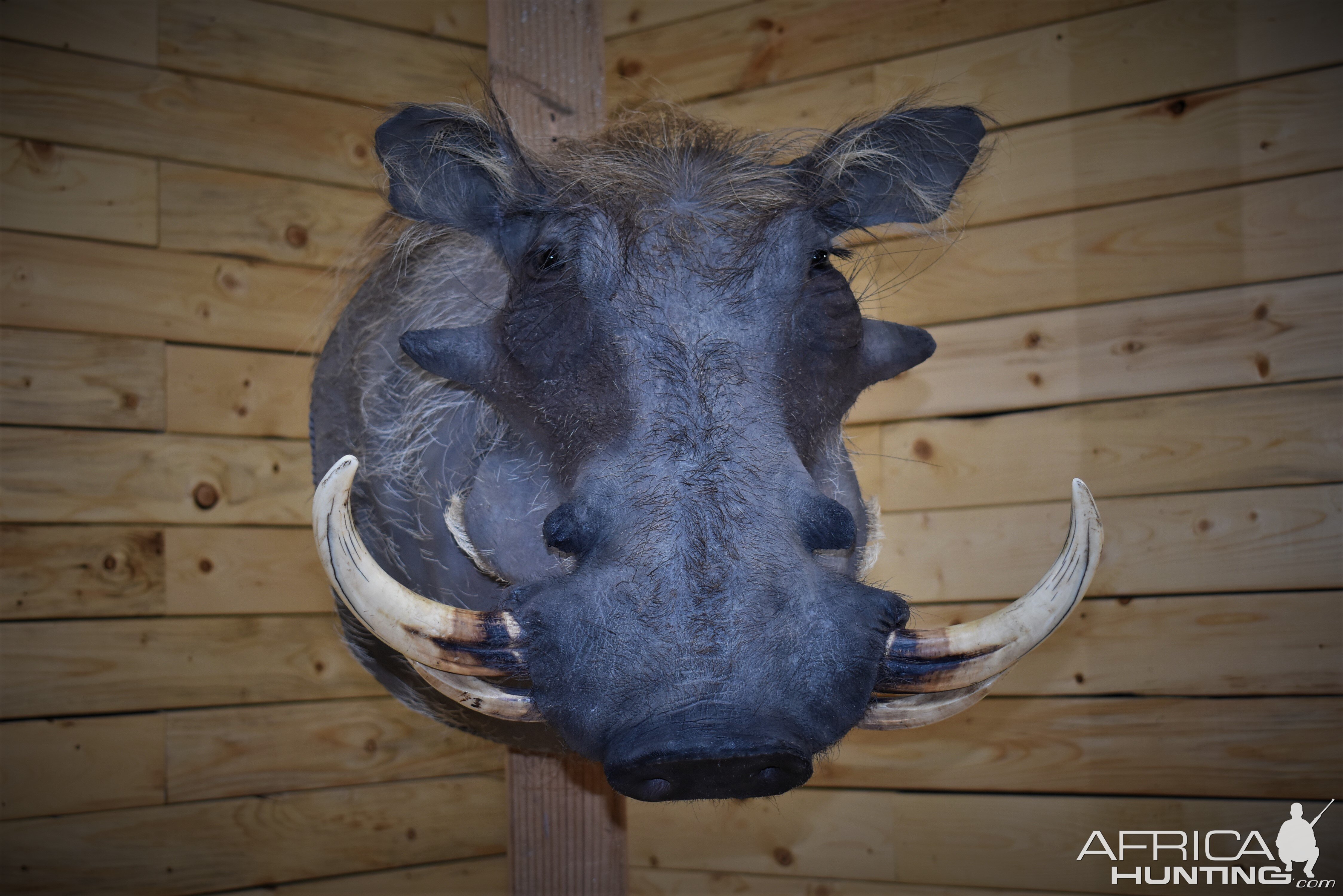 Warthog Shoulder Mount Taxidermy