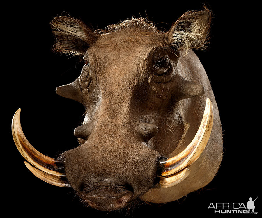 Warthog Shoulder Mount Taxidermy