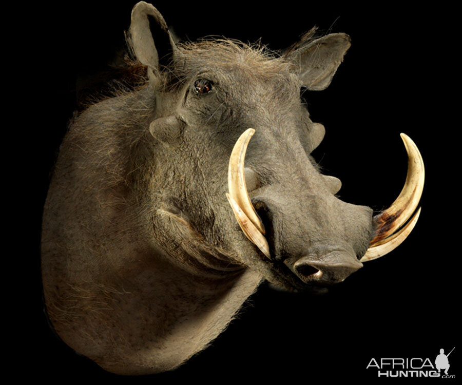 Warthog Shoulder Mount Taxidermy