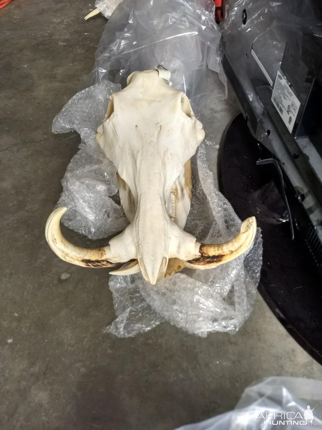 Warthog Skull Mount Taxidermy