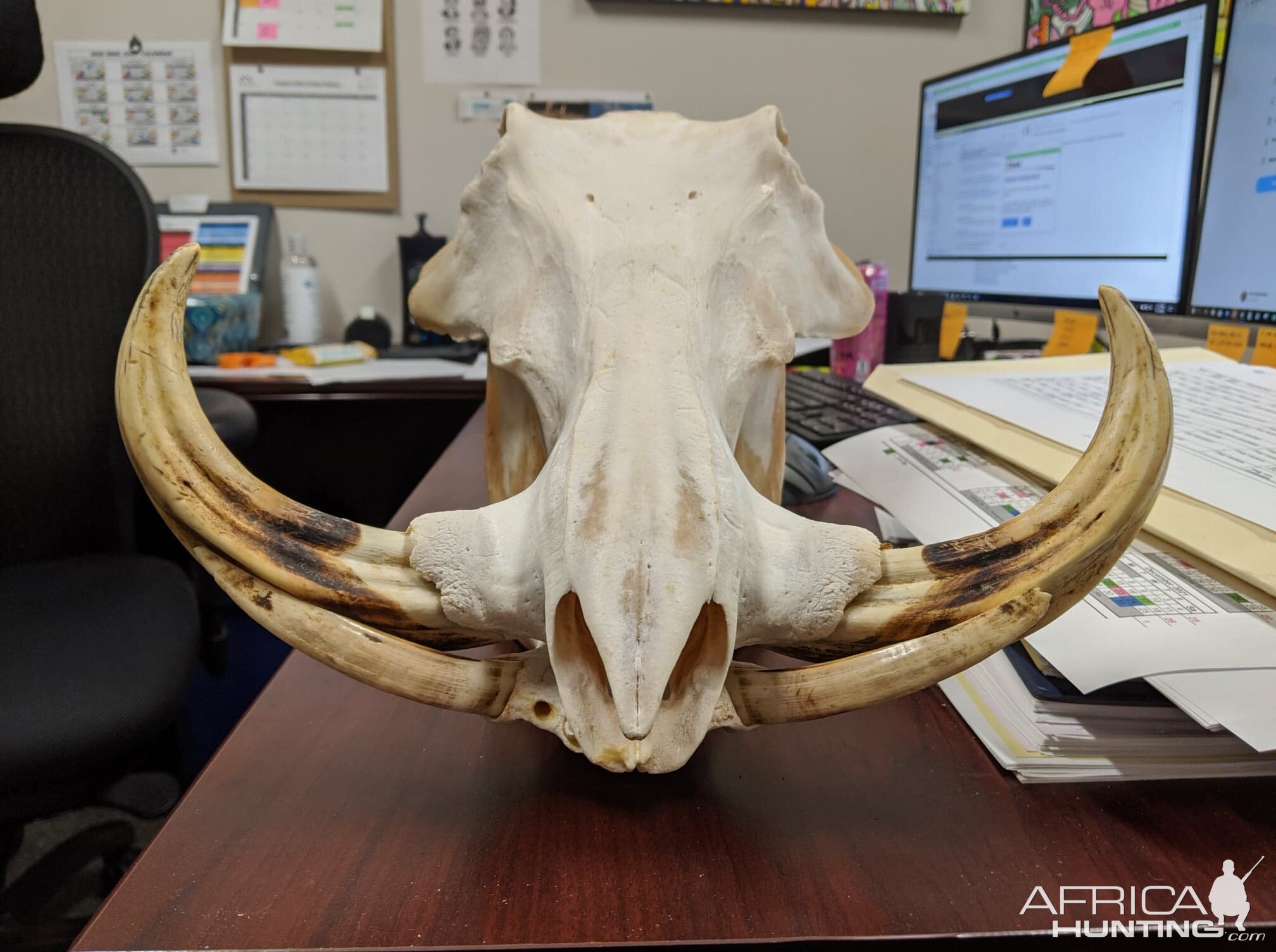 Warthog Skull