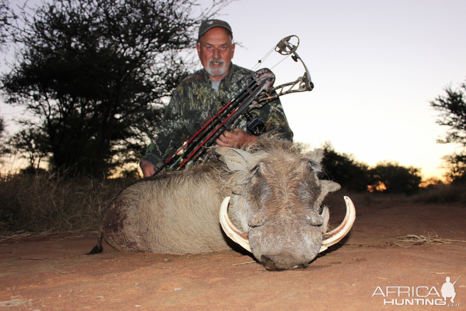 Warthog South Africa  Bow Hunt