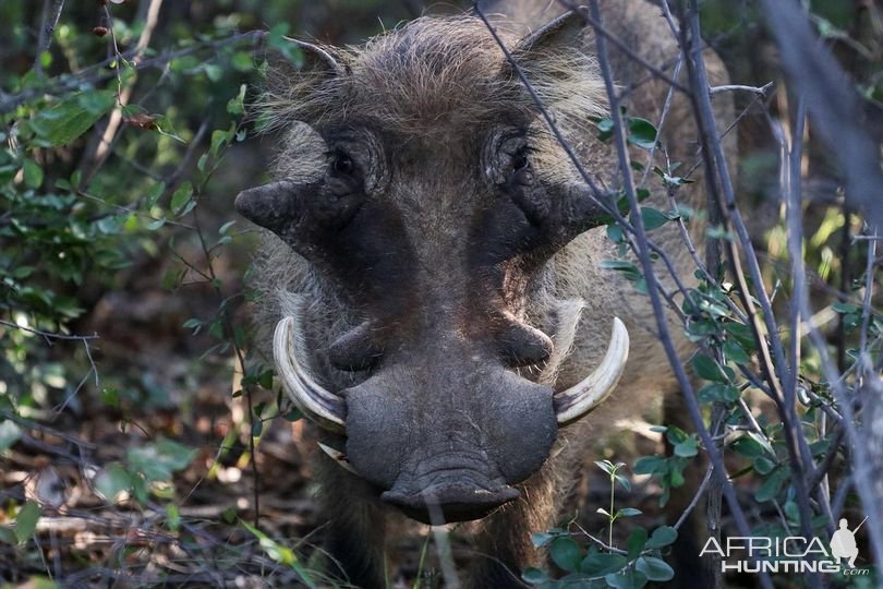 Warthog South Africa