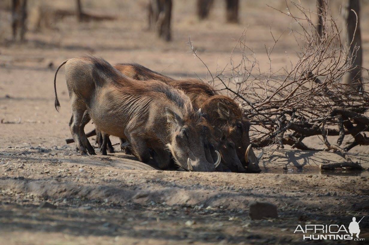 Warthog South Africa