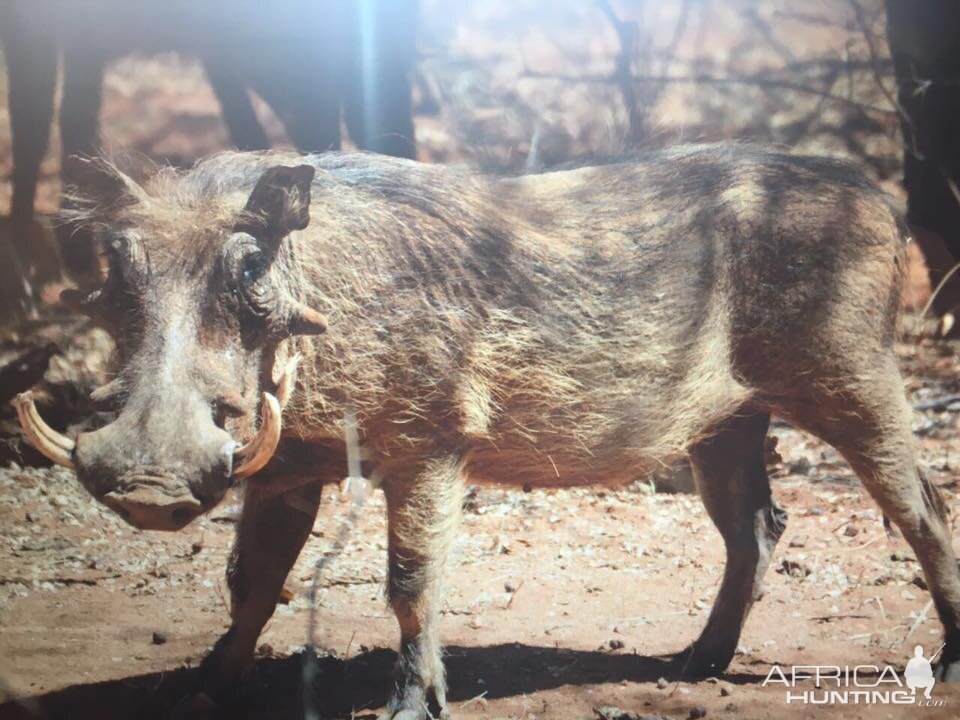 Warthog South Africa