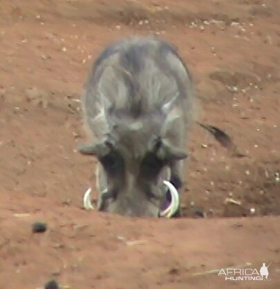 Warthog South Africa