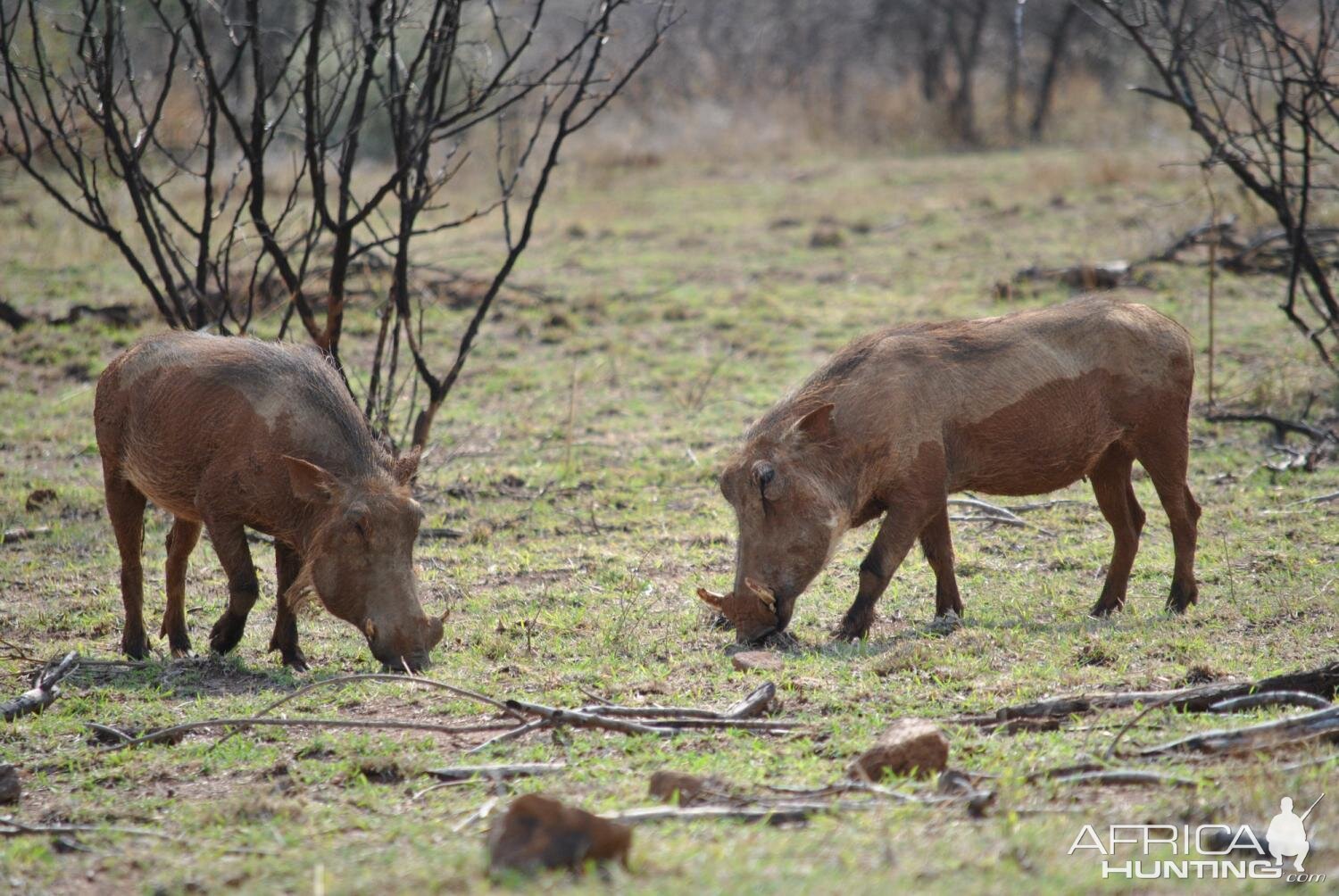 Warthog South Africa