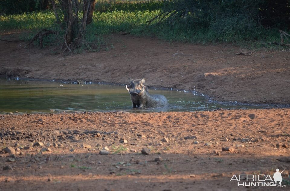 Warthog South Africa