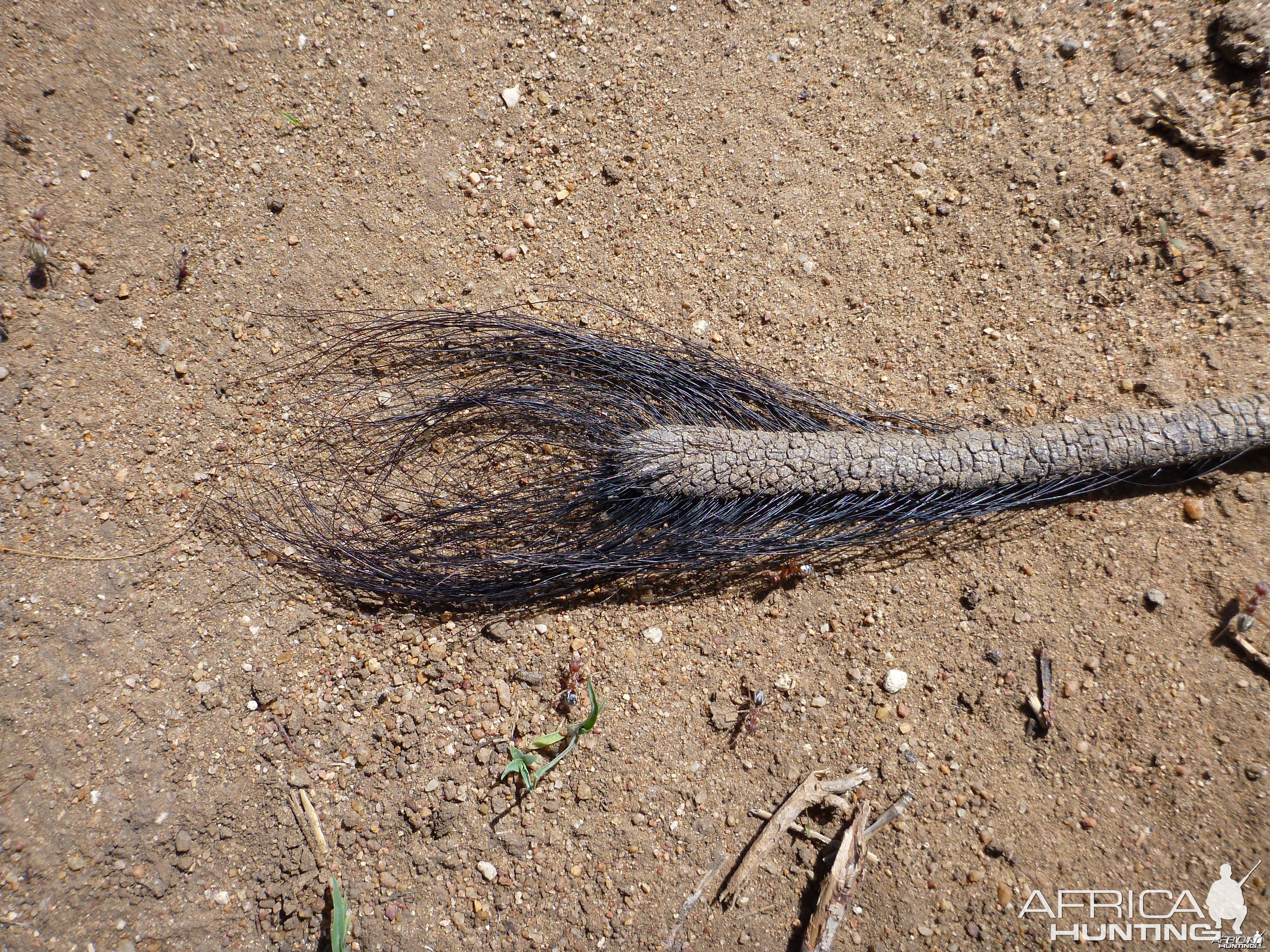 Warthog Tail Namibia